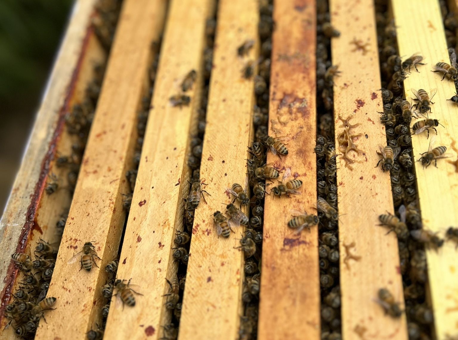 Up close of a honeybee frame with bees inside