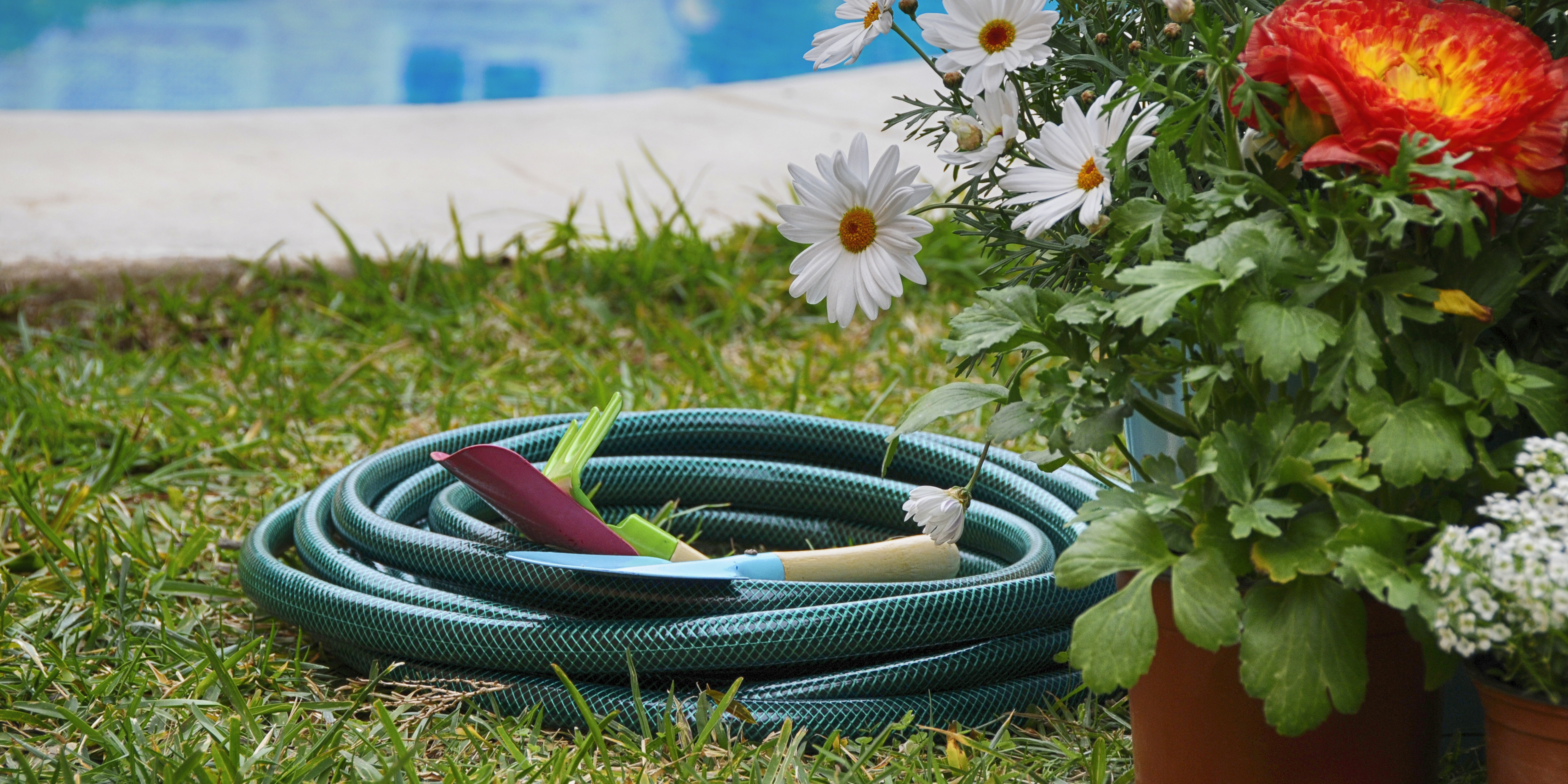 Garden hose next to some garden plants