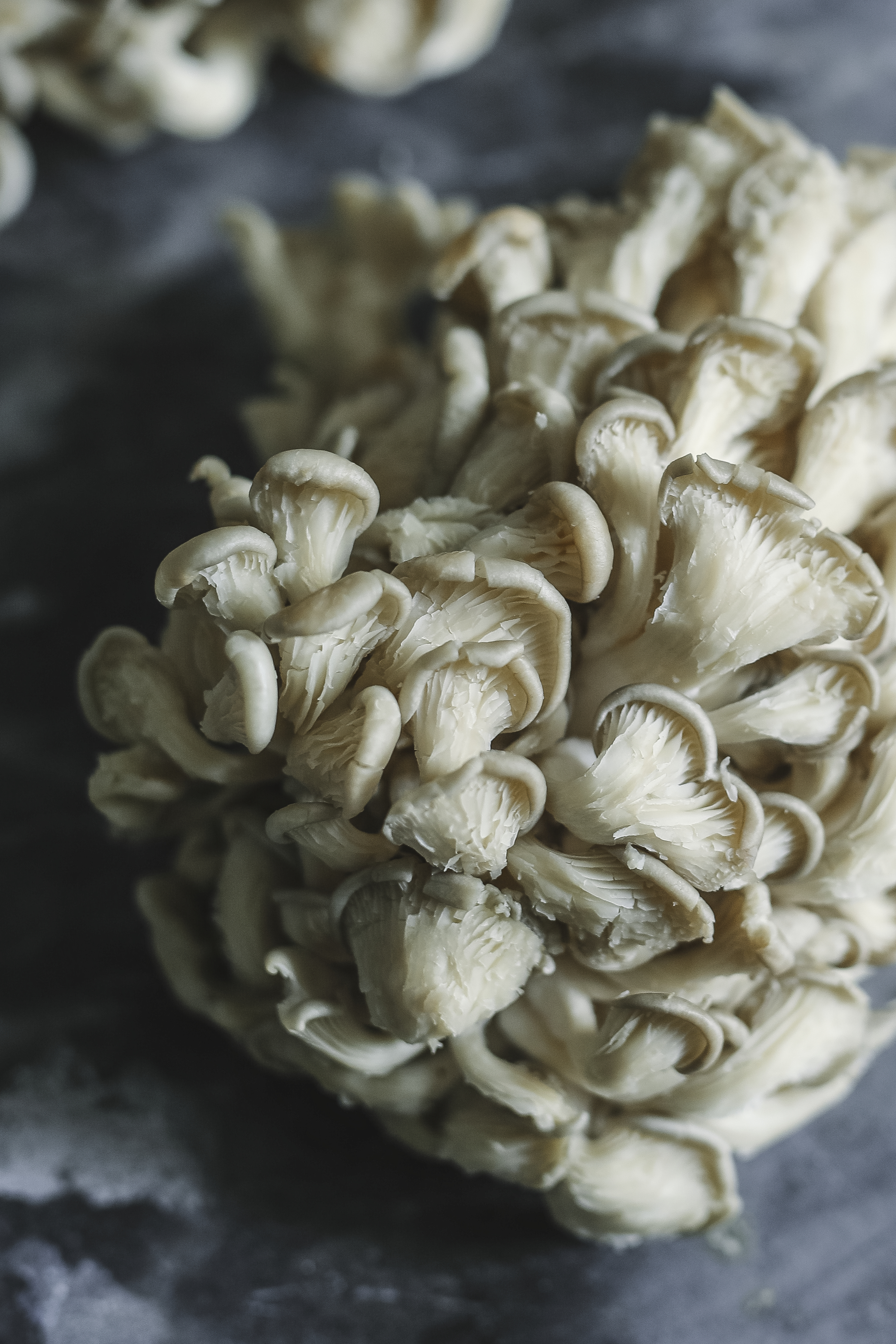 Big clump of fresh oyster mushroom