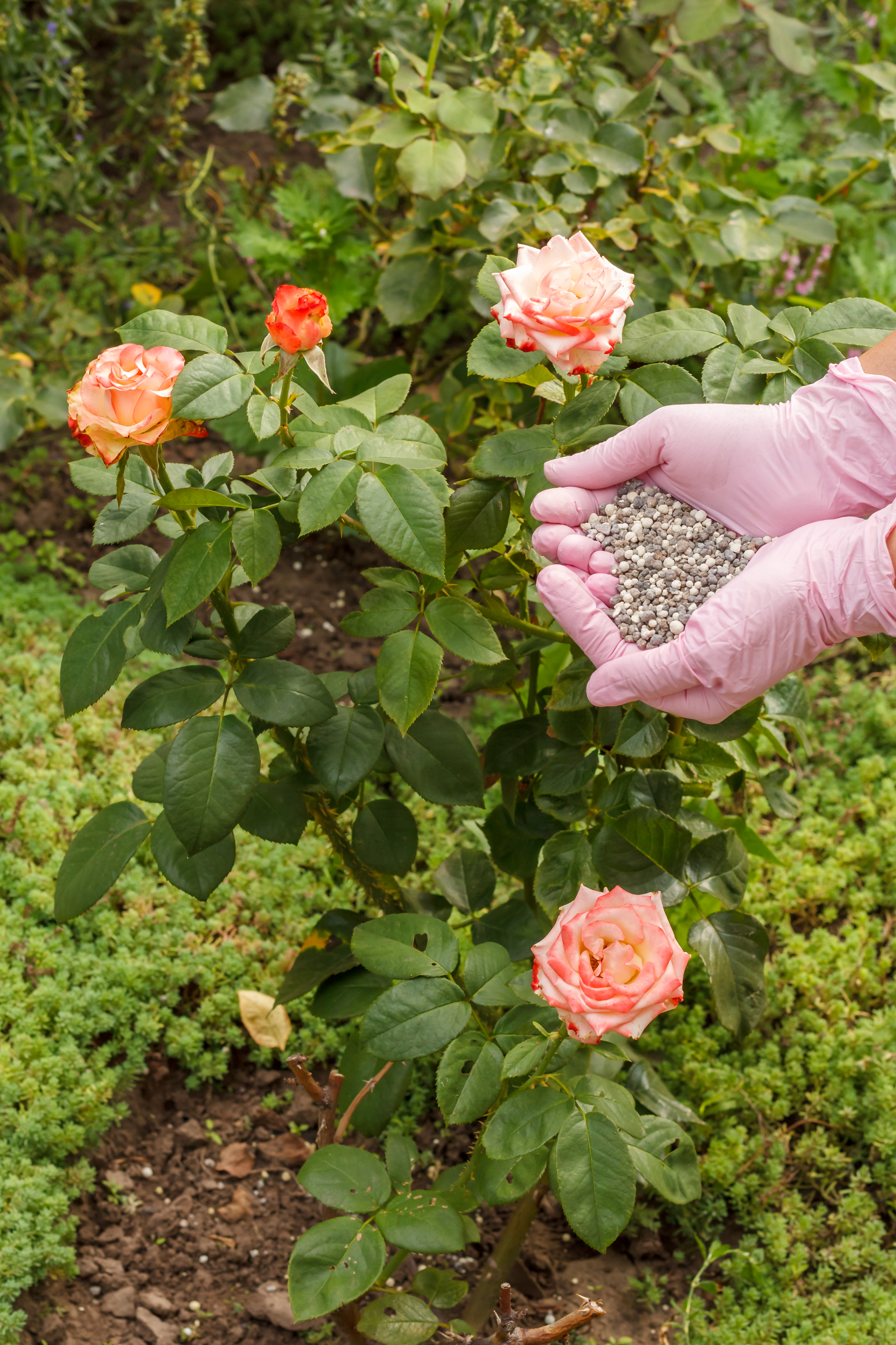 Gardener holding granular fertilizer next to a mature rose bush