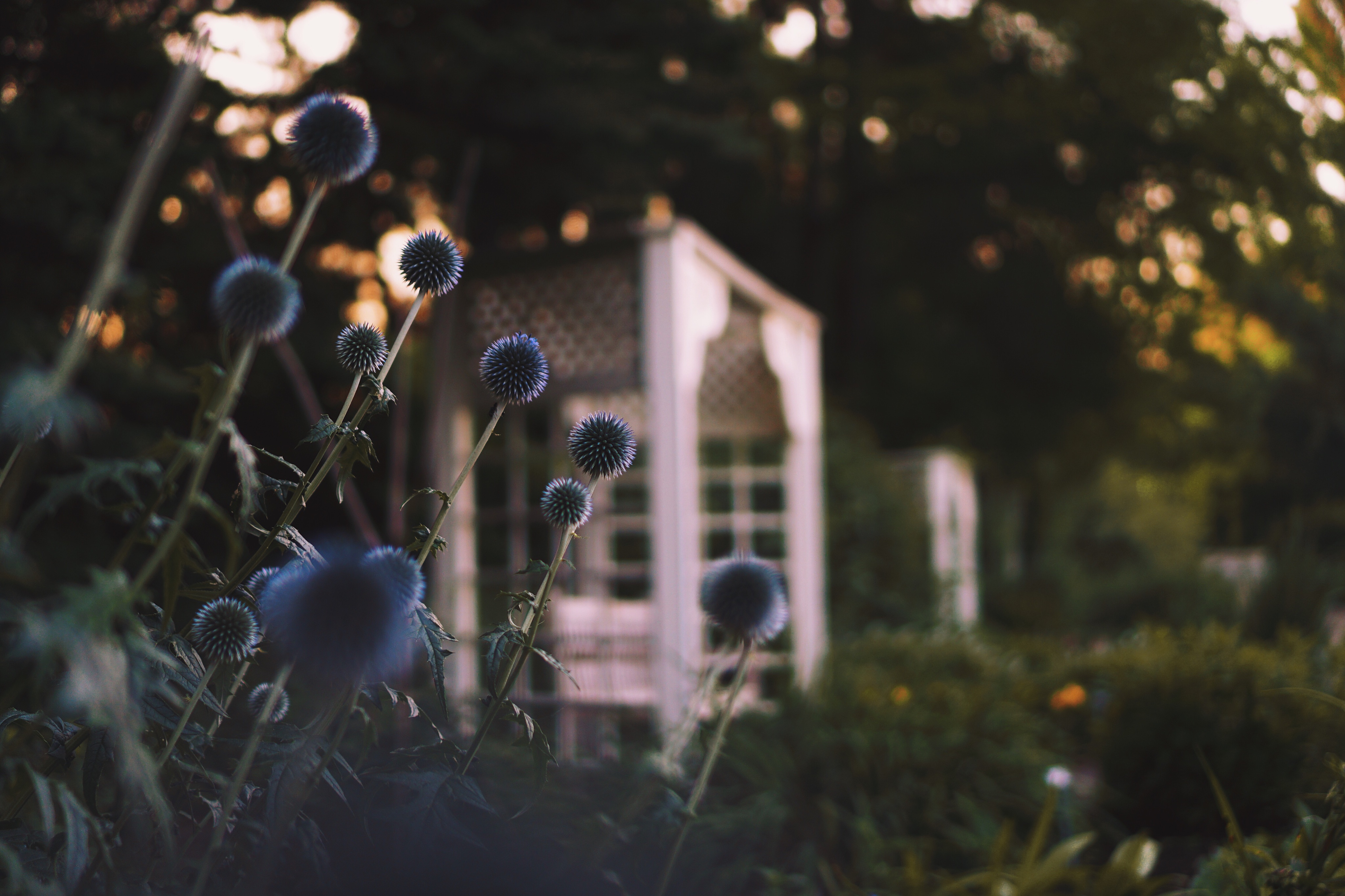 Globe thistles at dusk