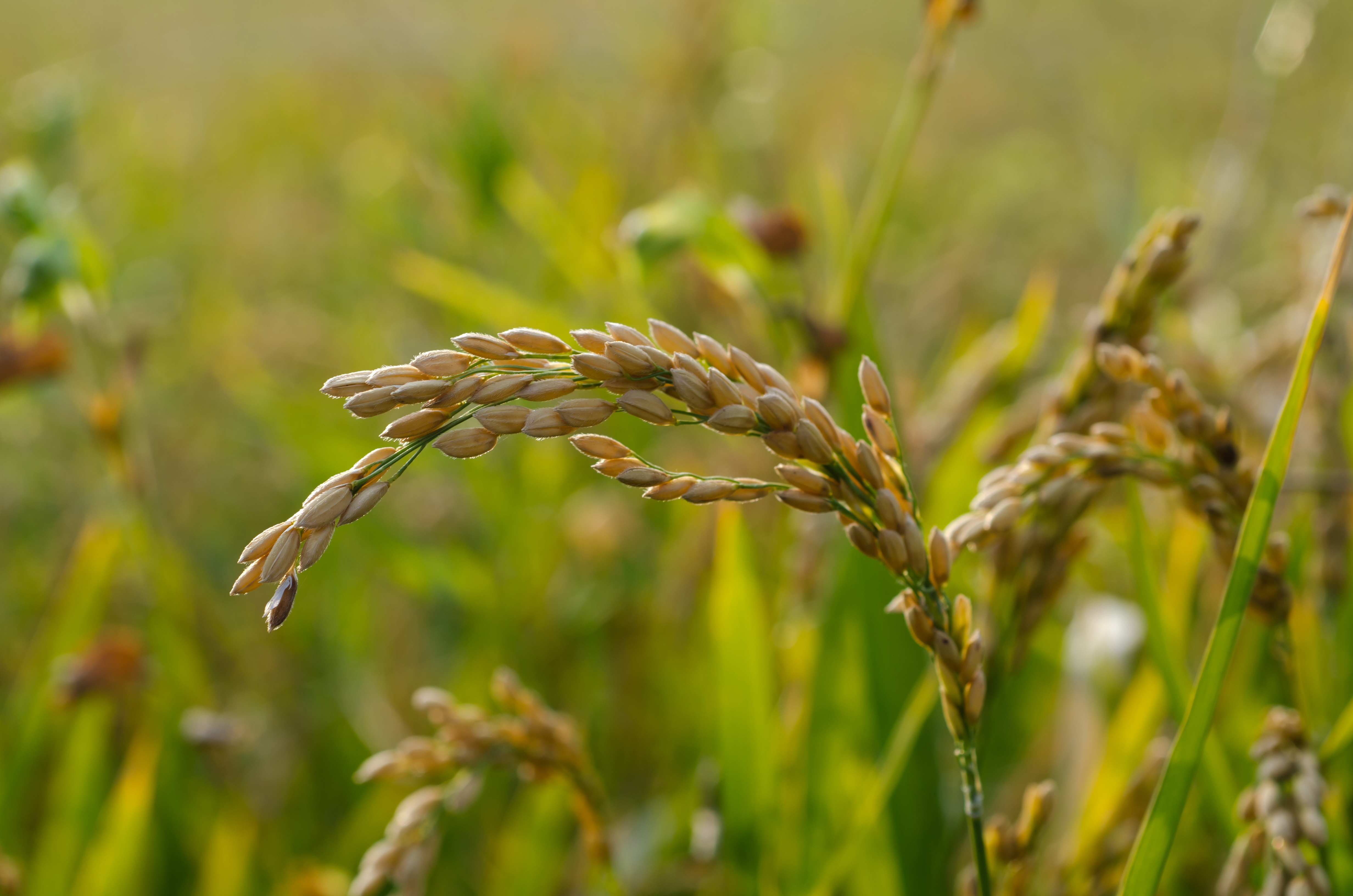 Rice growing in a sunlit field