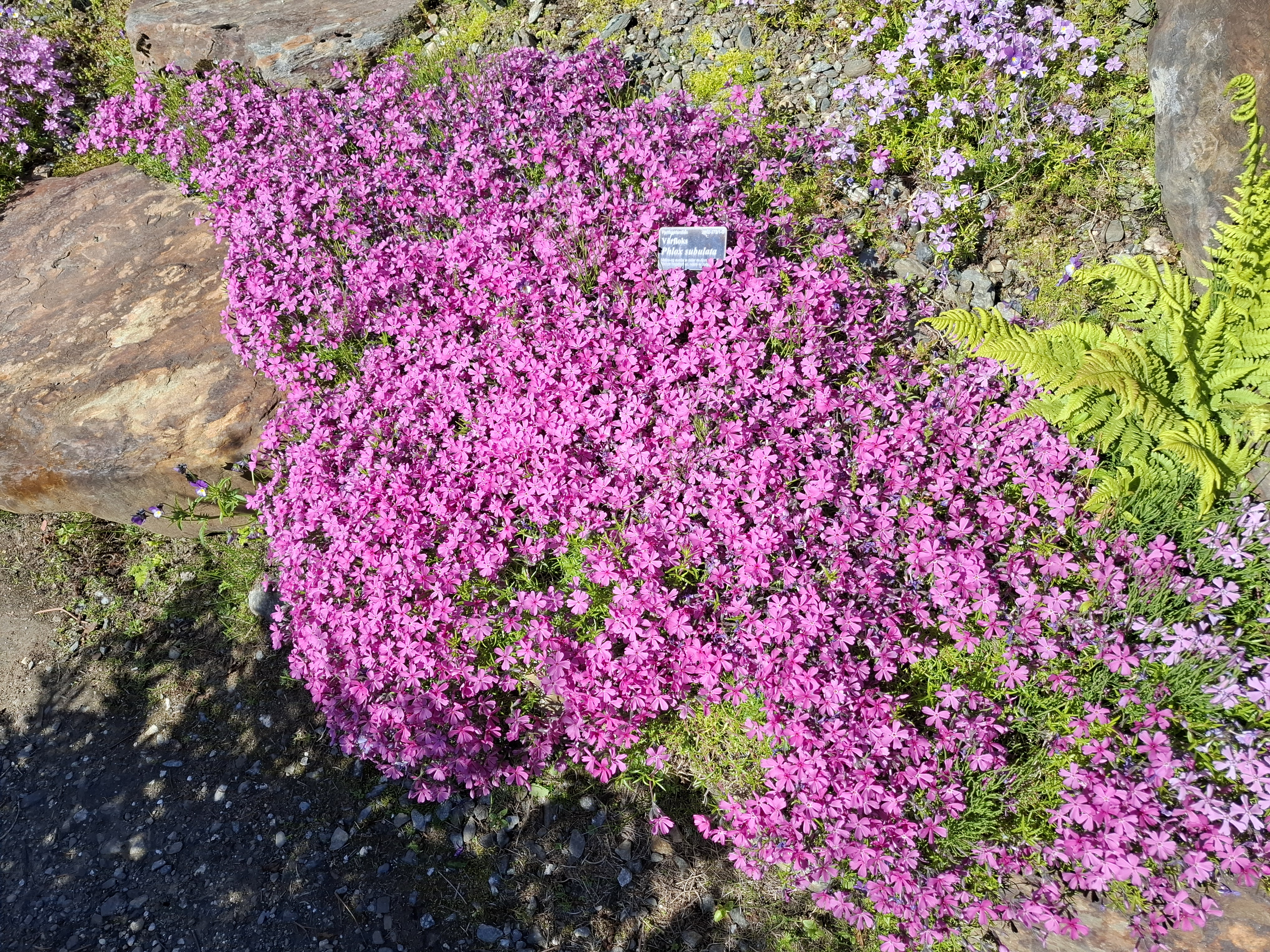 Pink creeping phlox growing against some rocks and a garden path