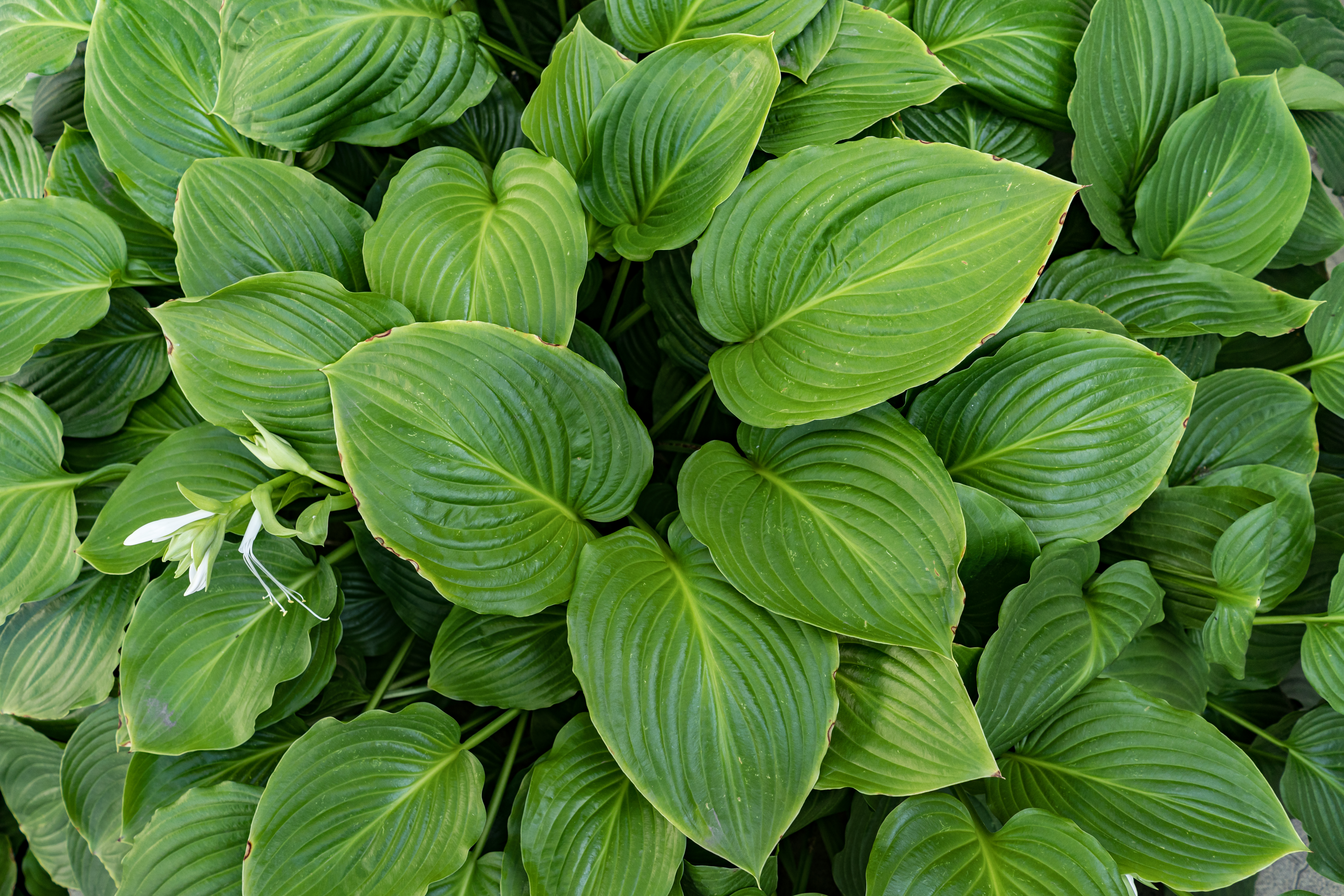 Green hosta leaves with one white flower growing in a shaded garden
