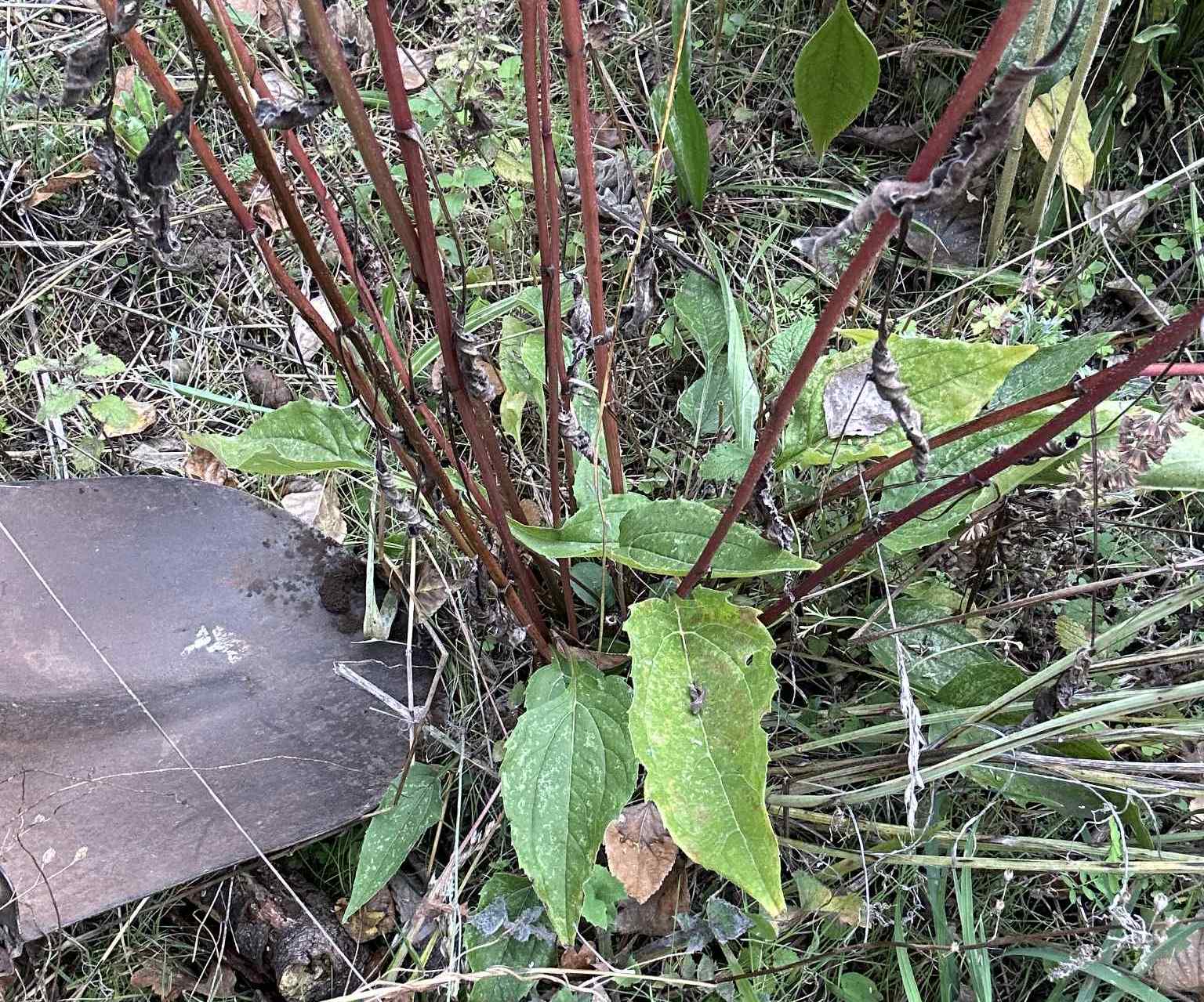 A shovel digging up echinacea roots