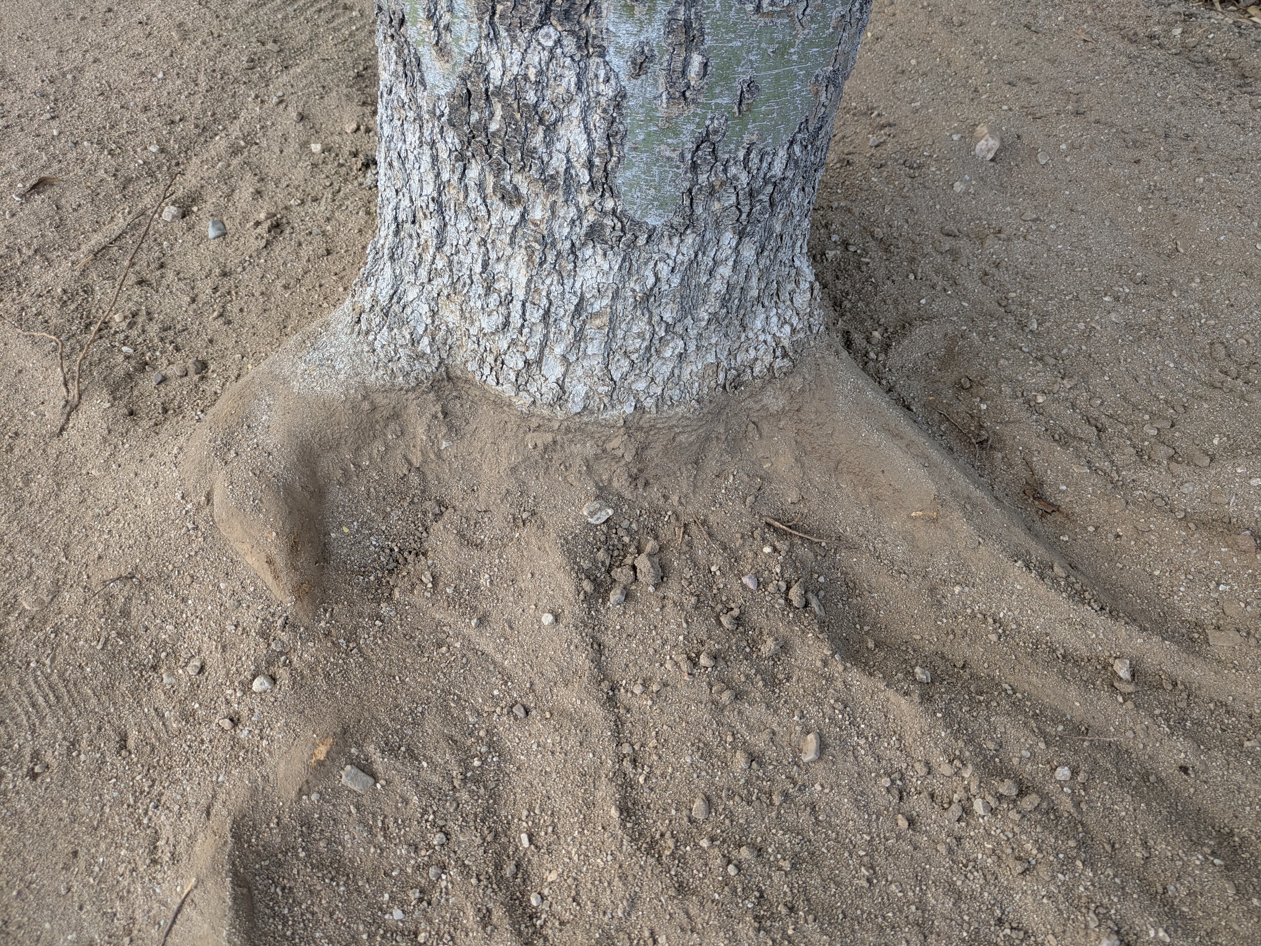 Palo Verde with exposed root flare