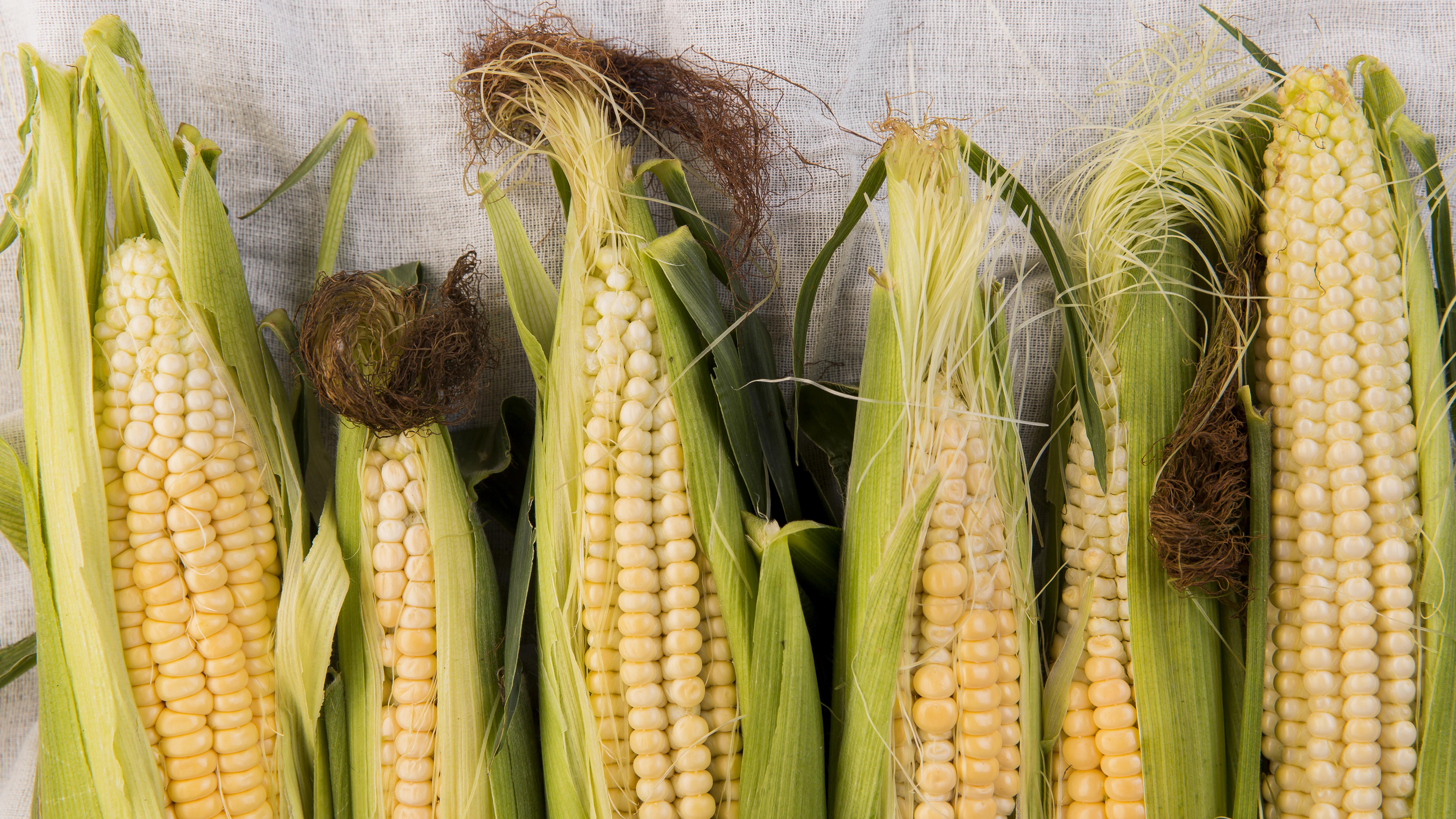 A row of corn ears with their husks against a beige background