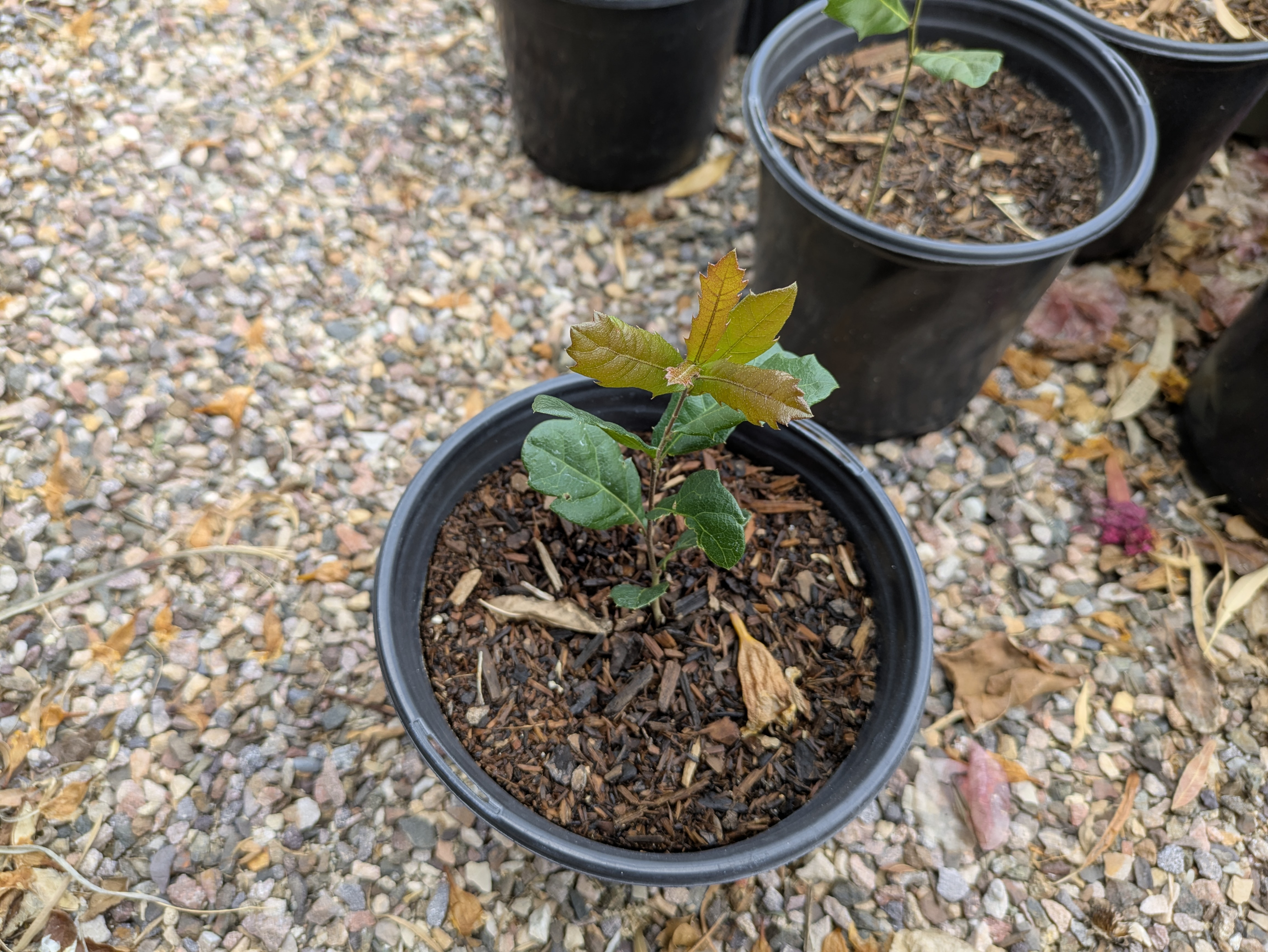 Oak tree sapling