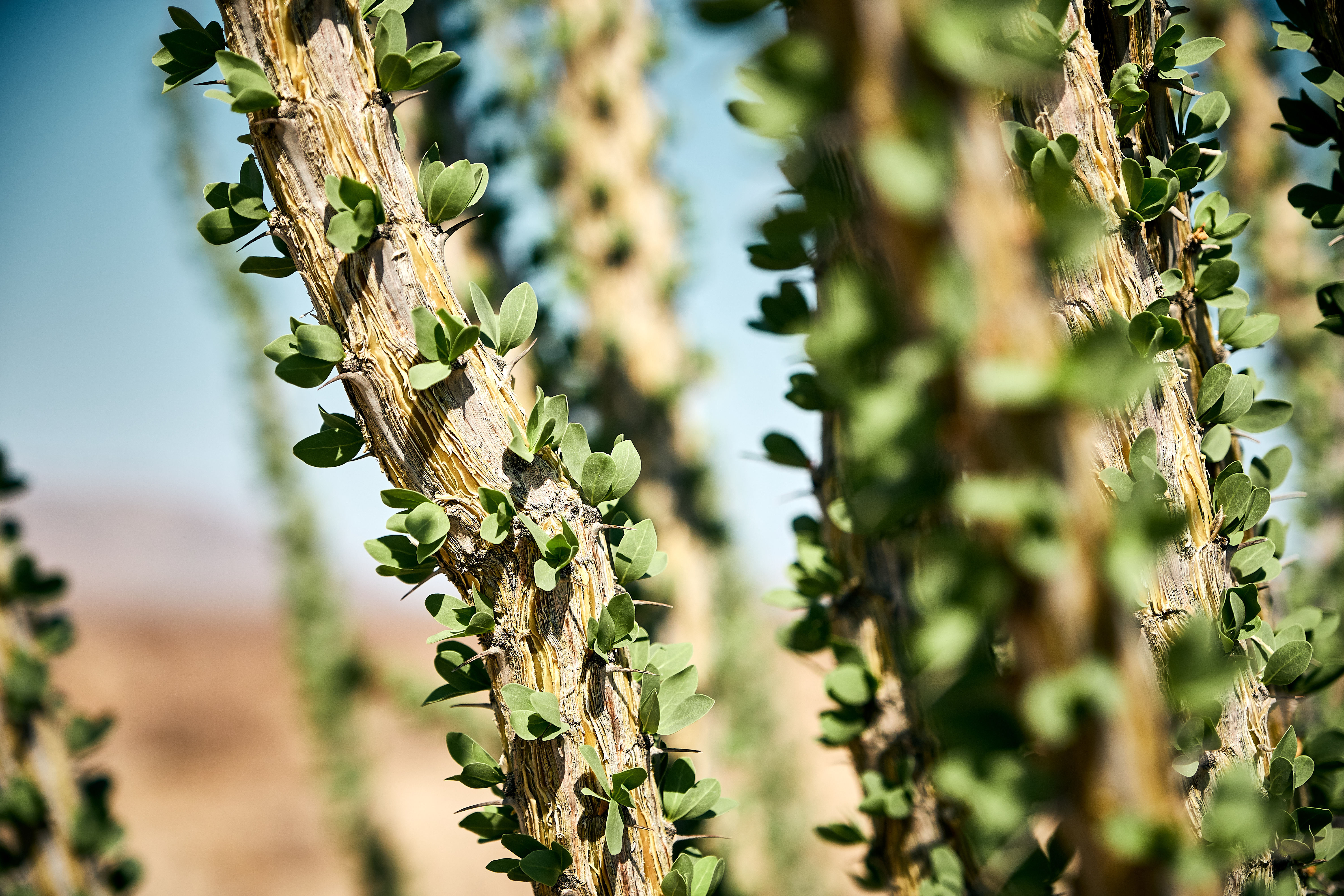 Old ocotillo stem with leaves