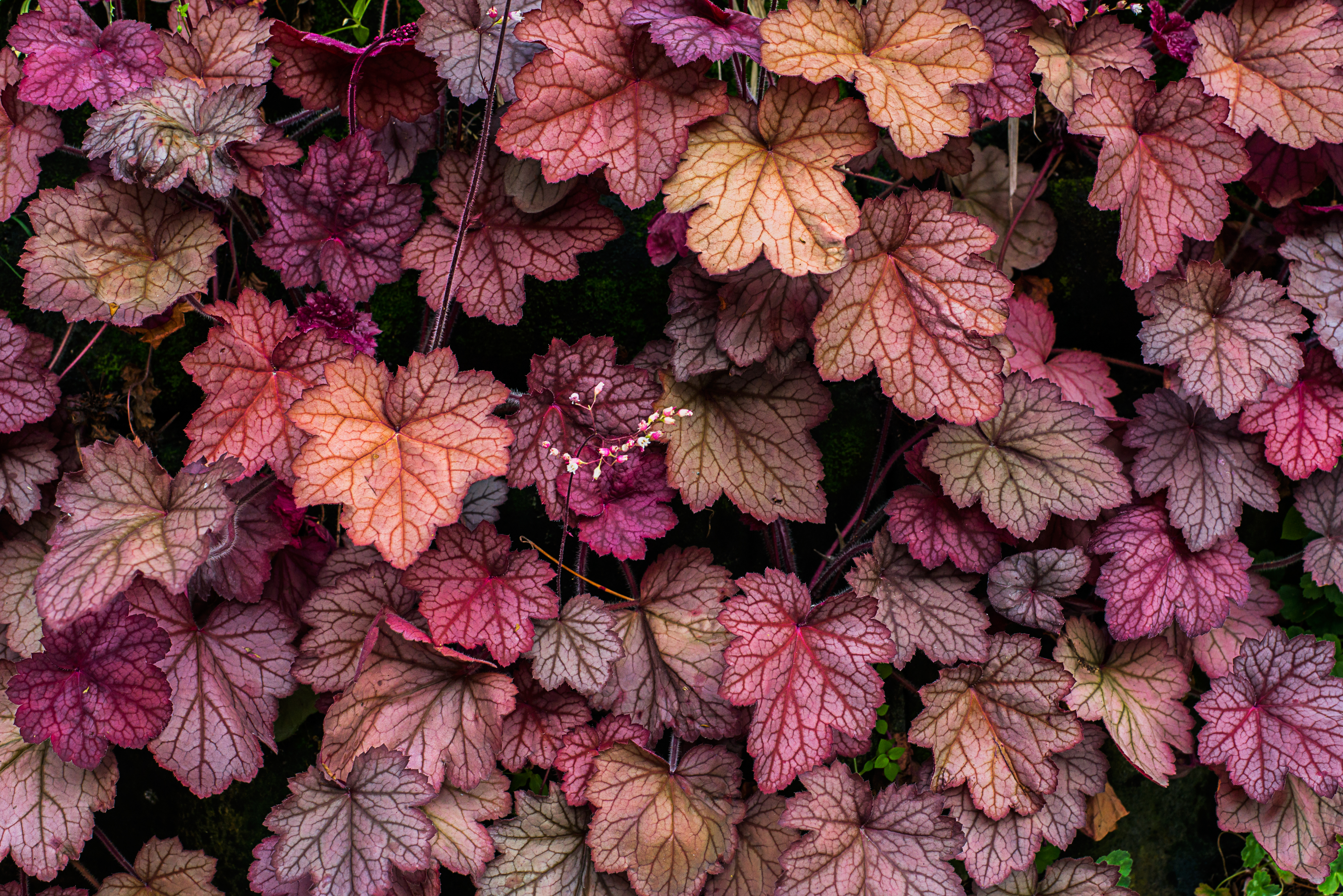 Close up of pink, orange, and pinkish-orange heuchera leaves