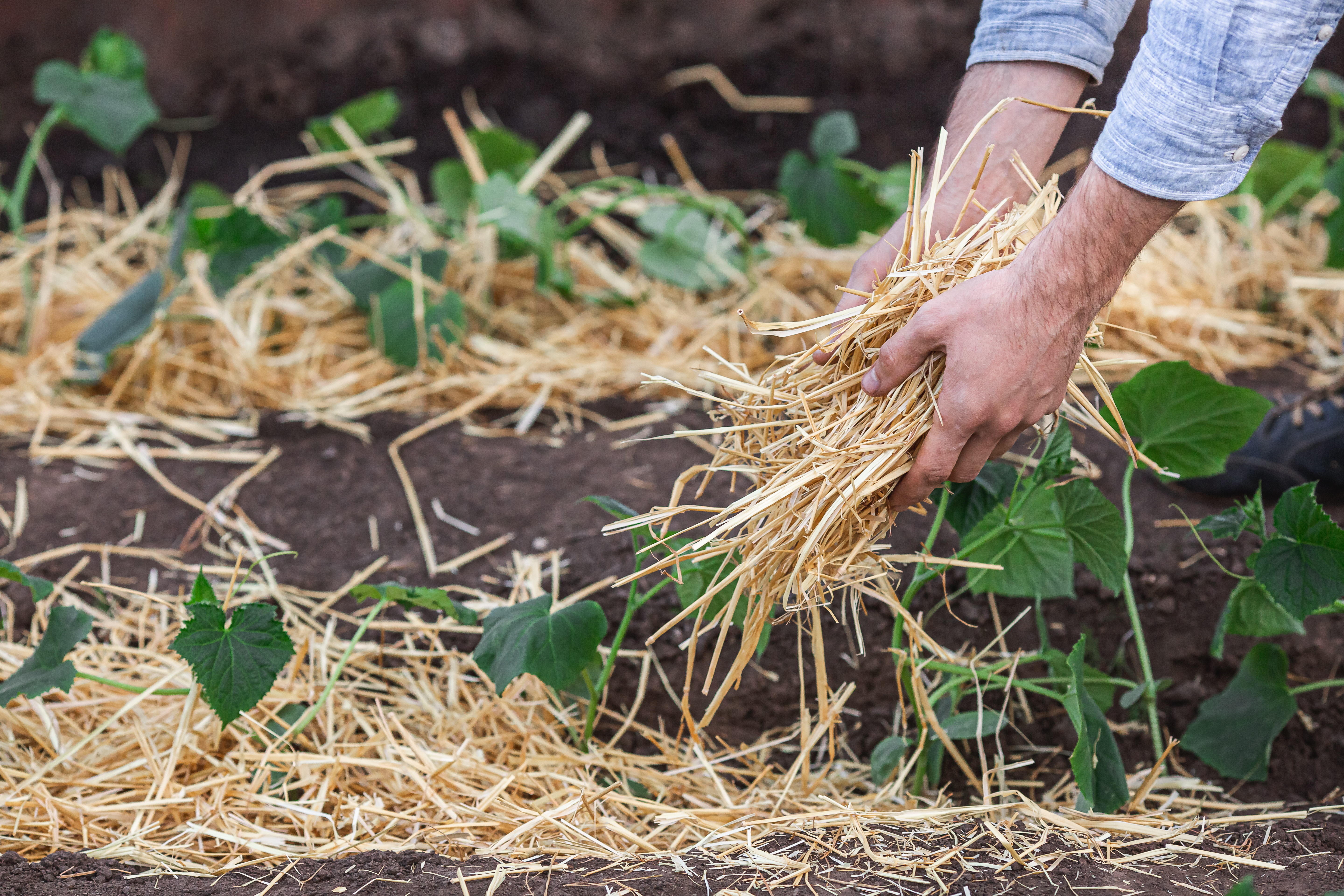 Covering young cucumber plants with straw mulch to protect against rapid drying and control weeds in the garden.