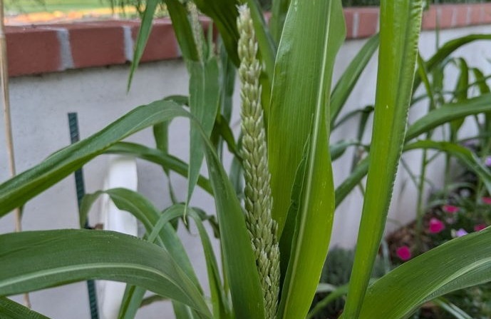 Zea mays corn growing in Samm's garden