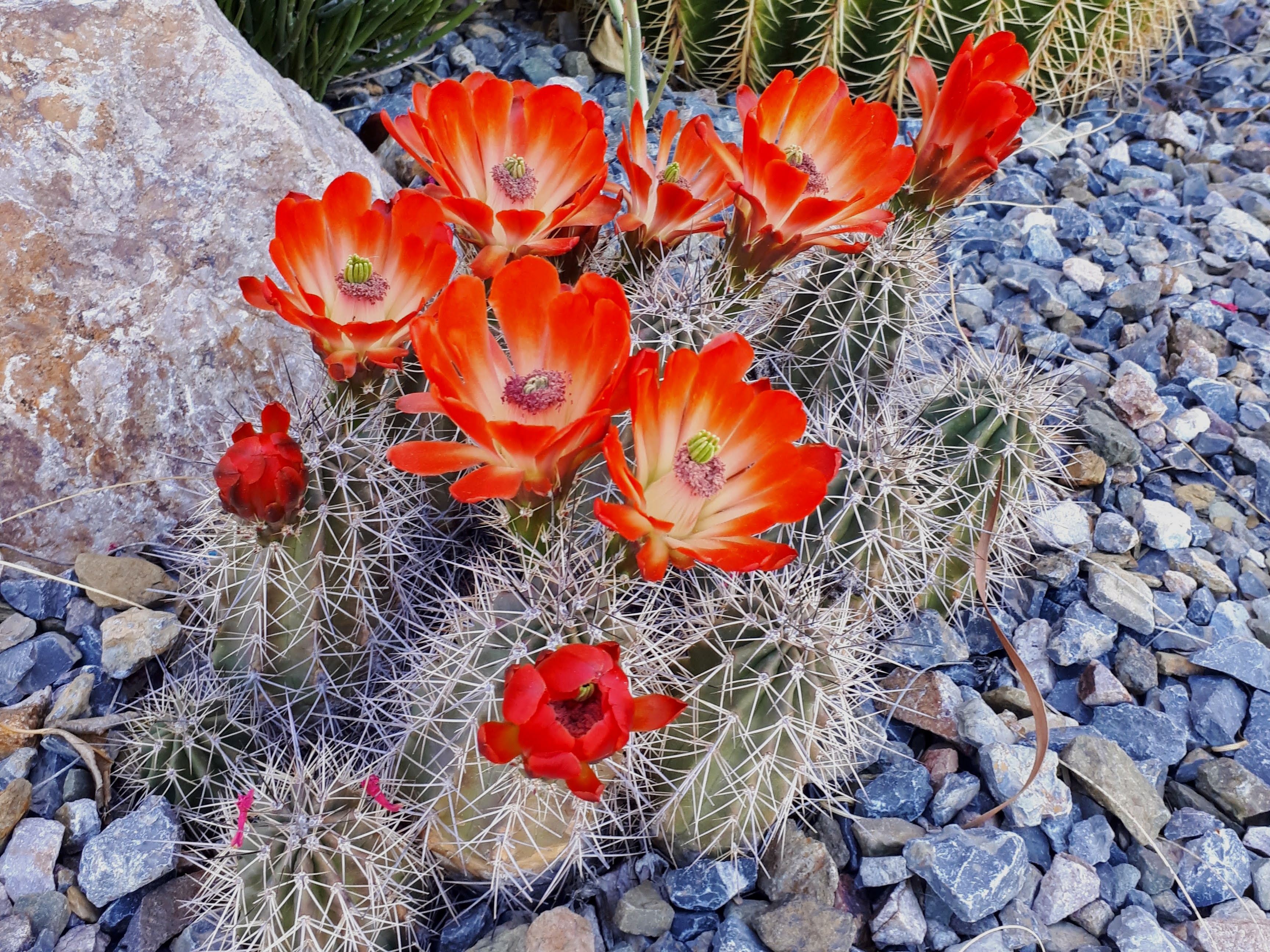 Hedgehog Cactus in bloom with red flowers