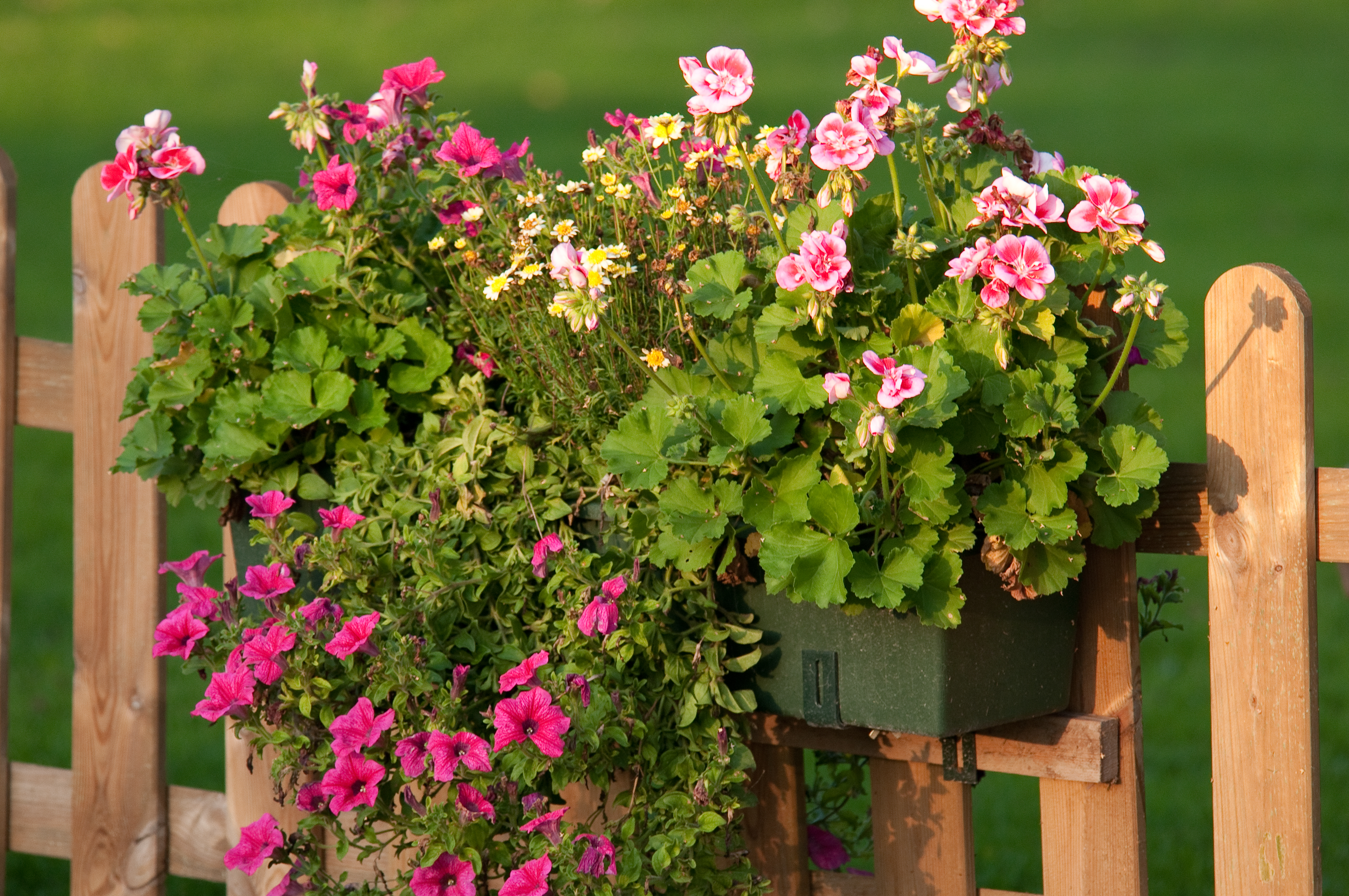 basket of flowers hanging on a fence