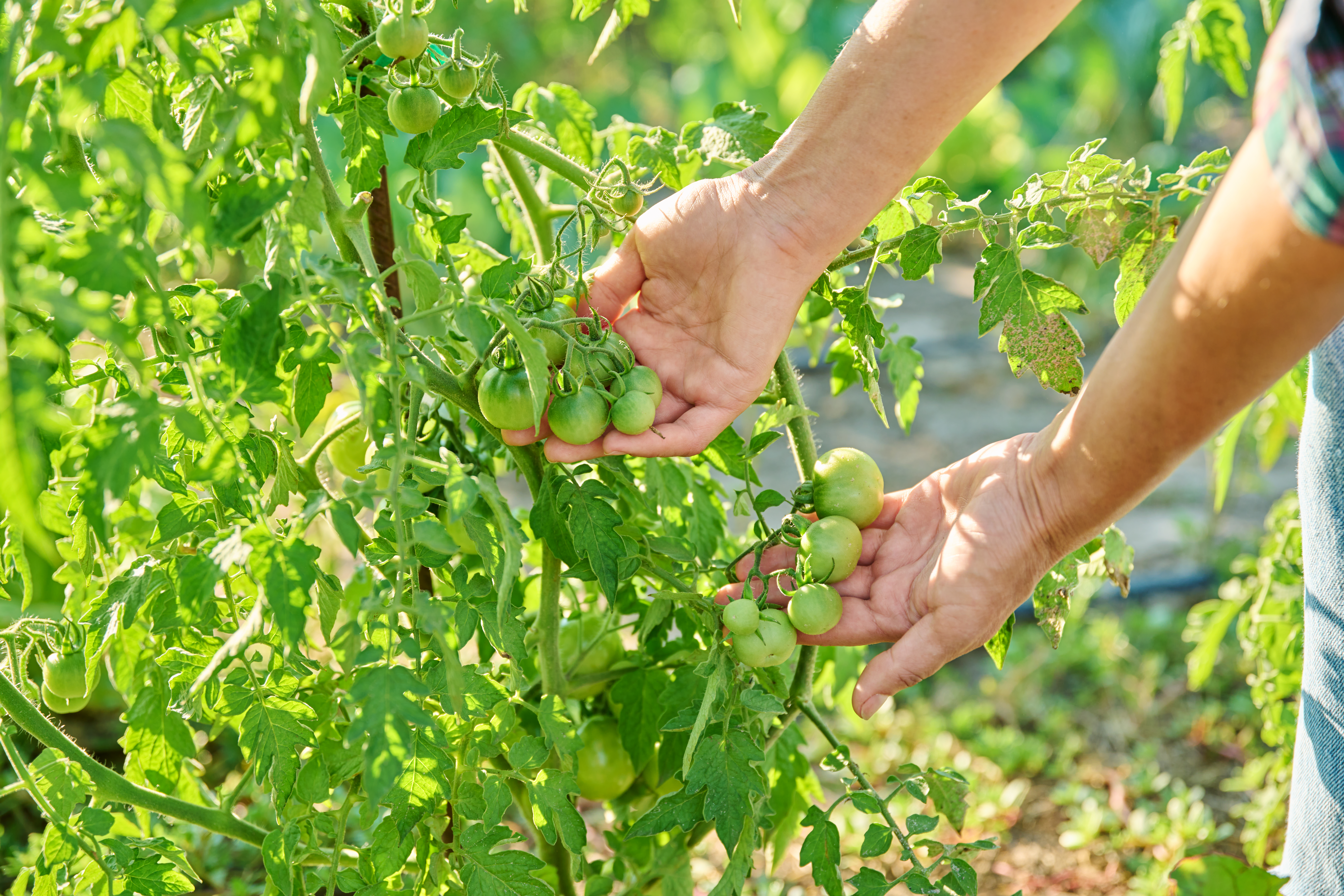 Green, unripe, tomatoes growing on a vine in late summer