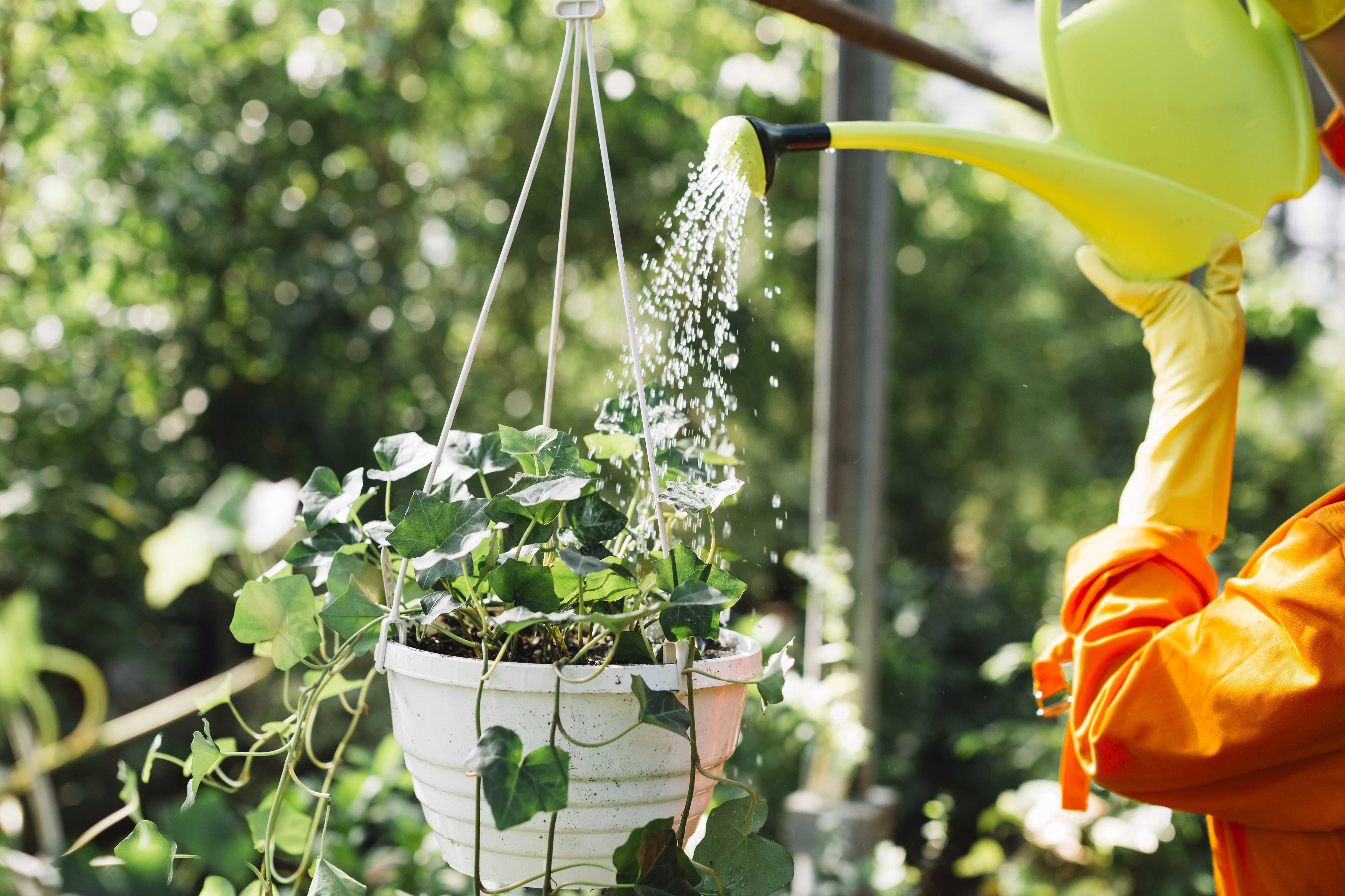 watering a hanging basket with a watering can