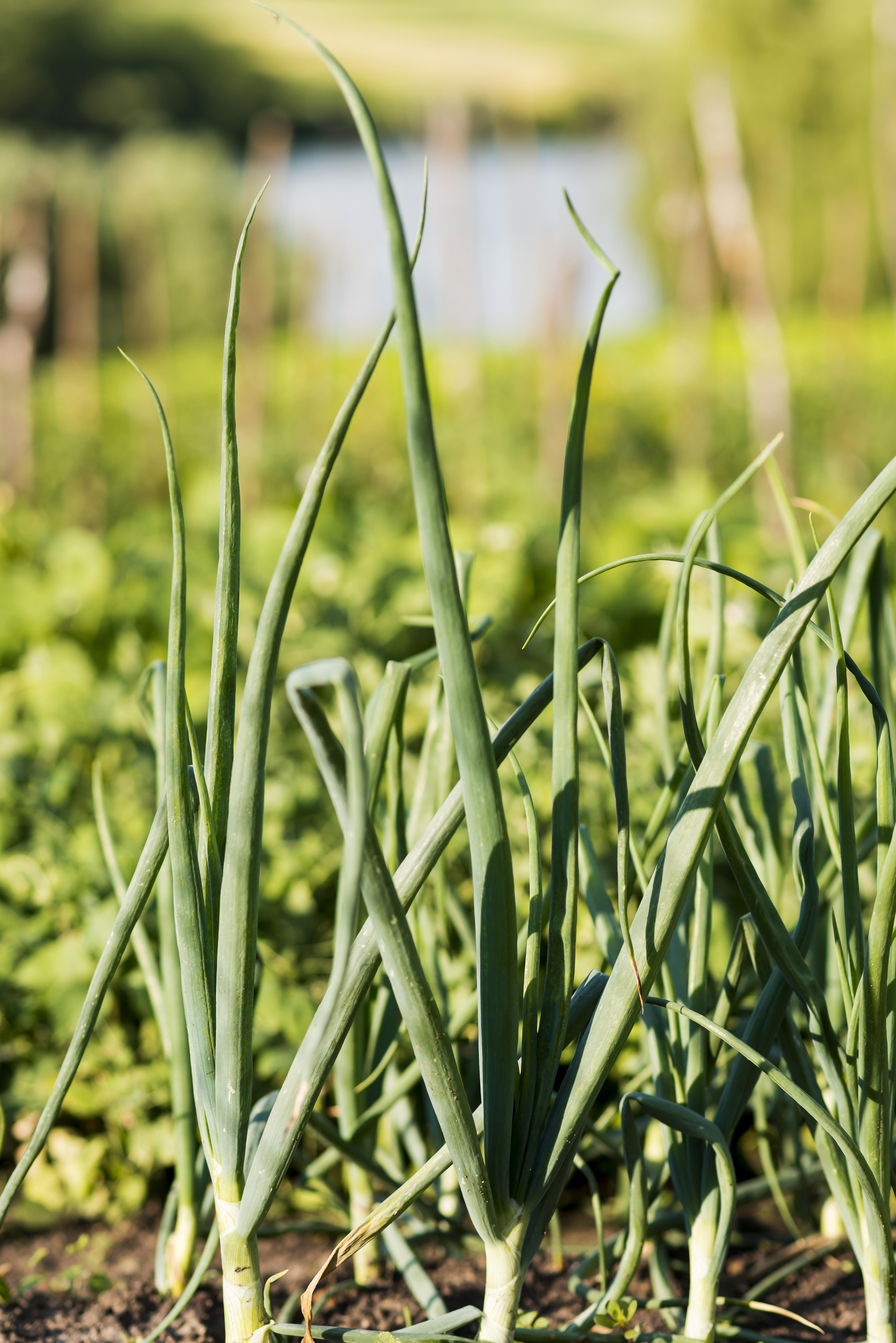 upright bright green onion leaves 