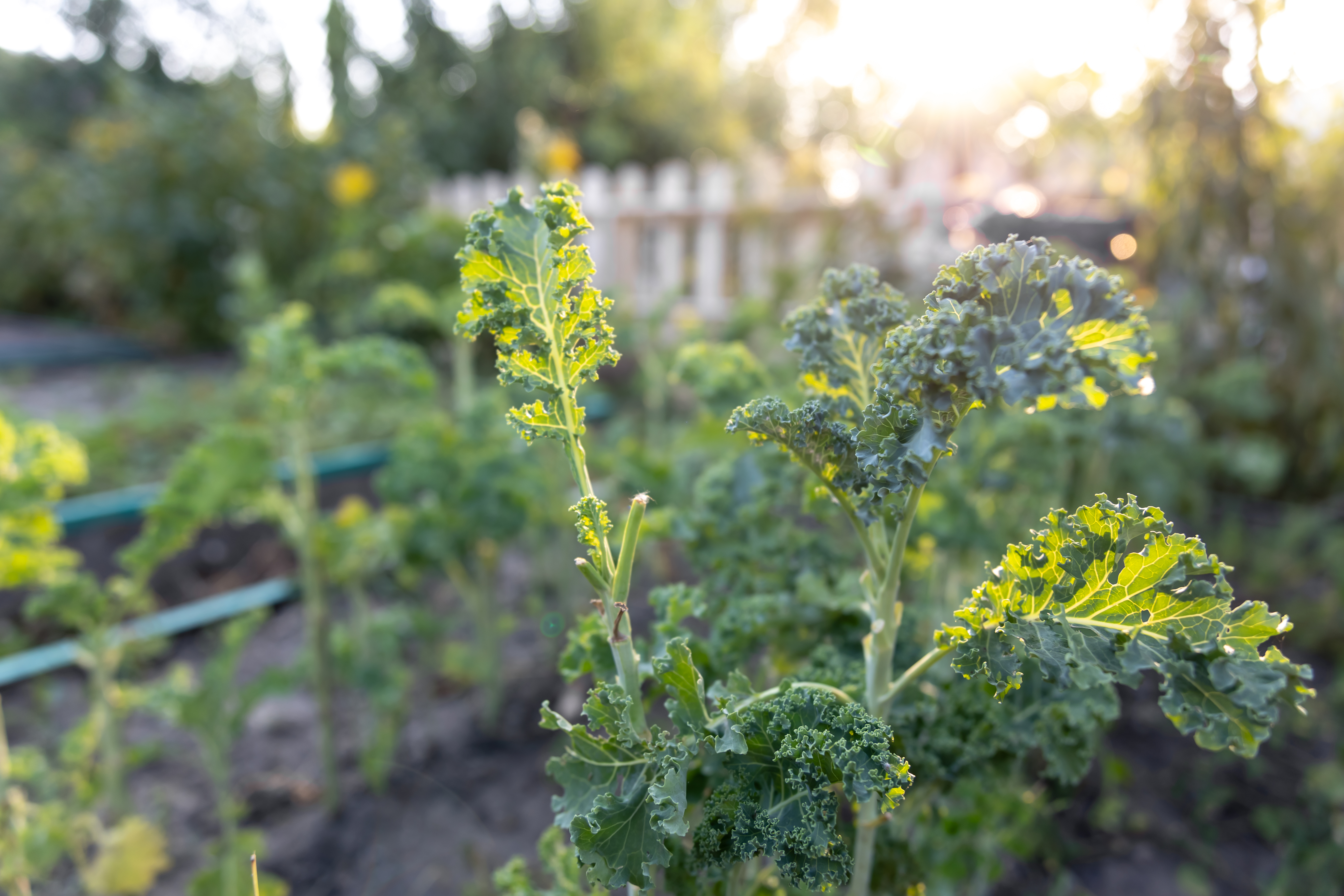 Close-up of a curly kale plant, in the background are some more kale plants. 