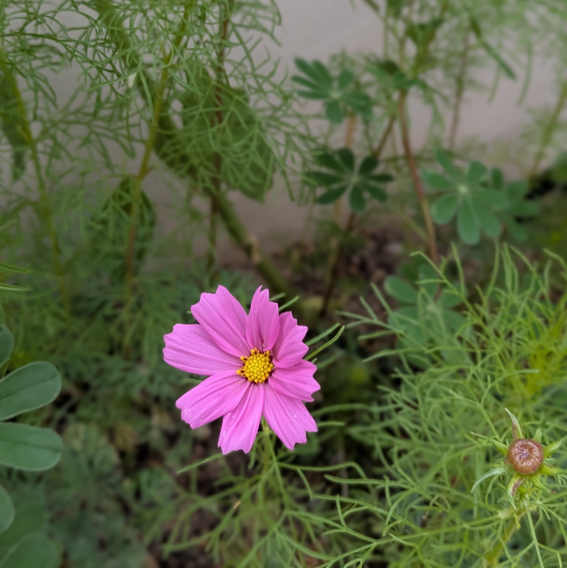 Pink wildflower