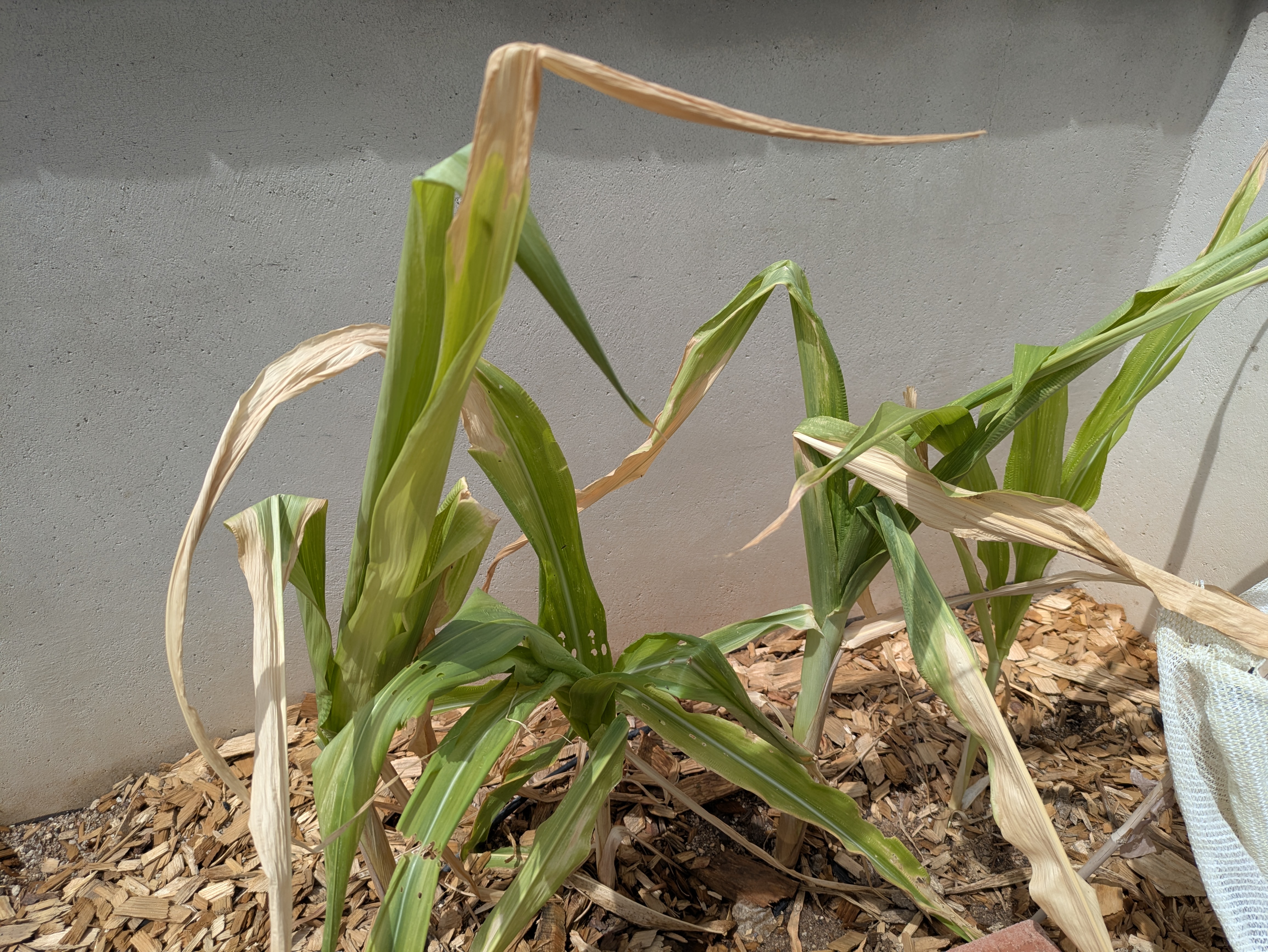 Native desert corn showing signs of heat stress