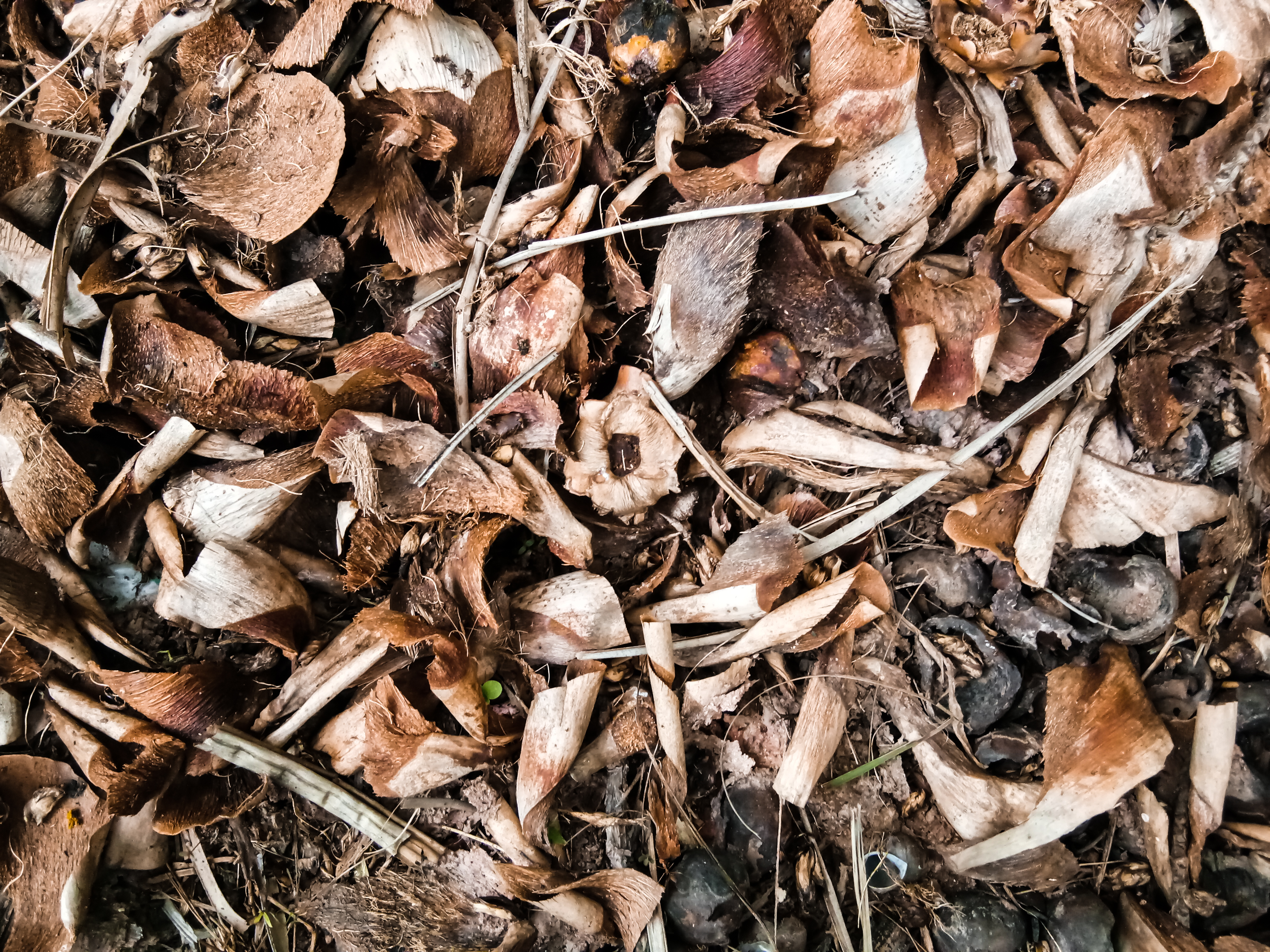 Dry leaves and wood for composting