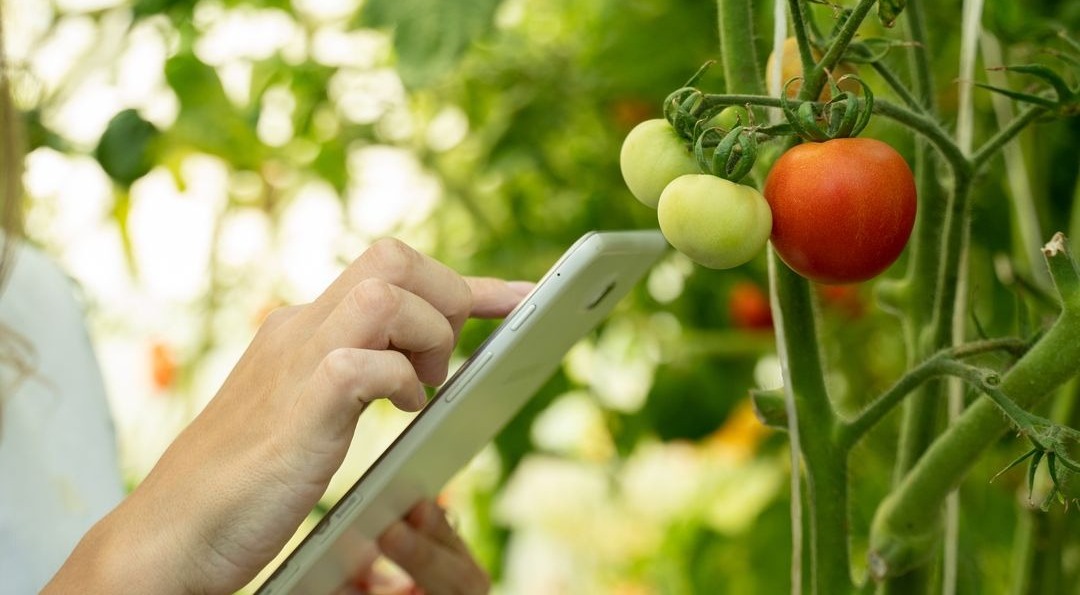 A gardener using a tablet surrounded by plants