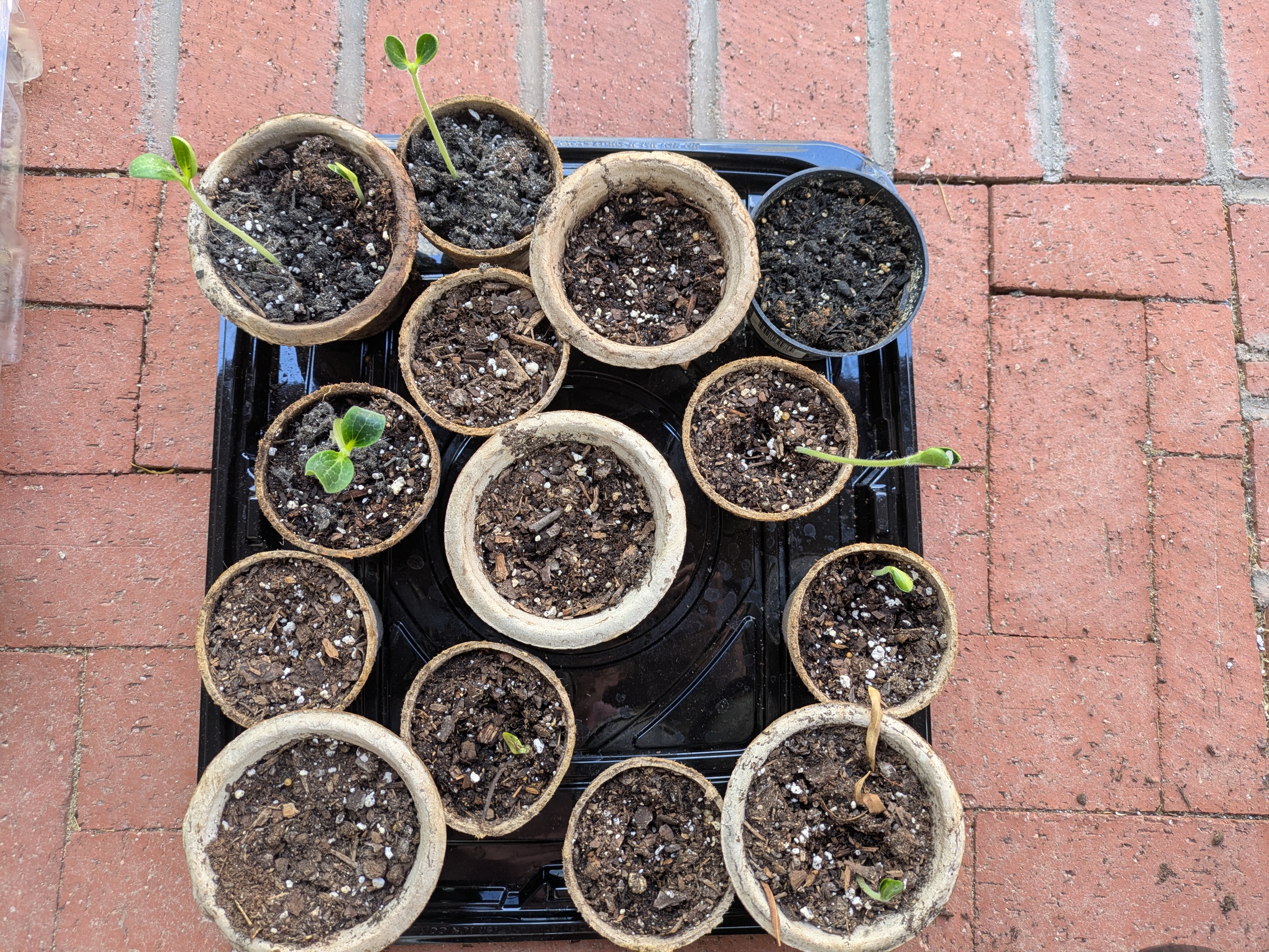 Plant pots with seedling starts