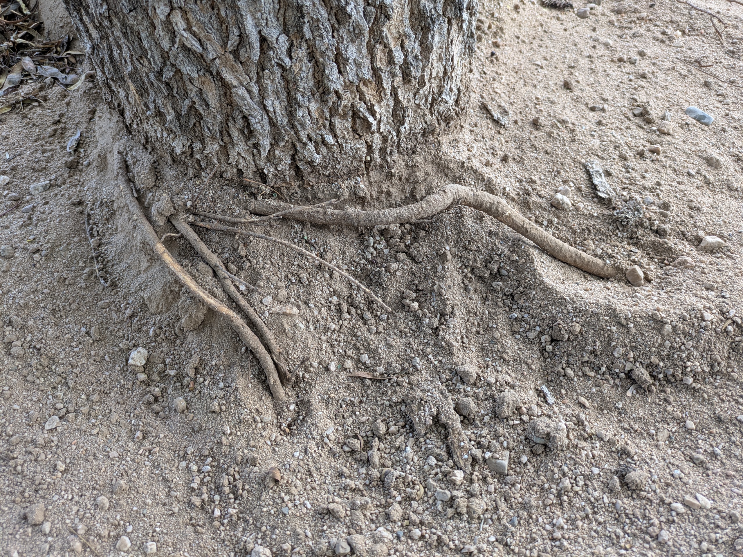 Palo Verde with root girdling