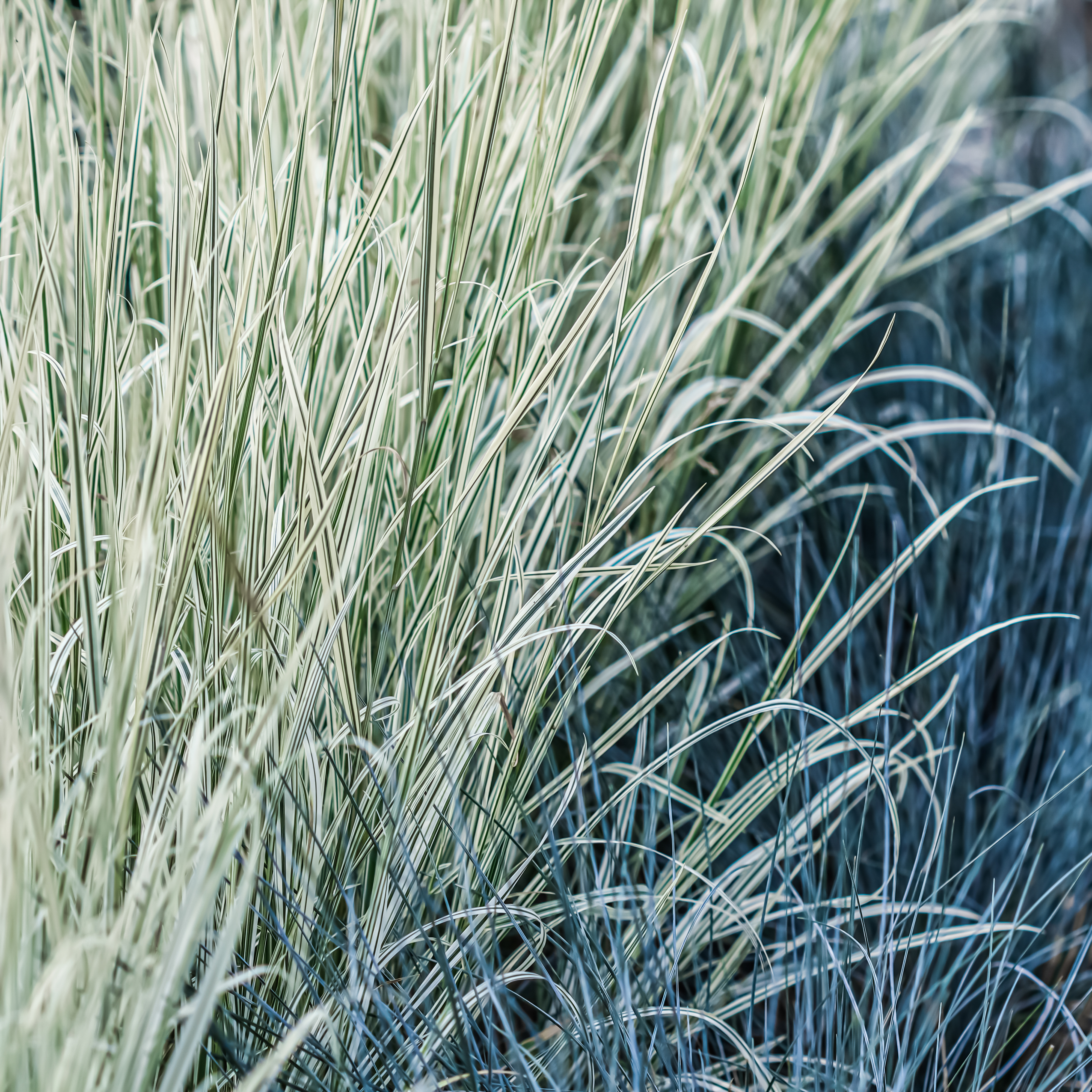 Blue fescue grass with stripes