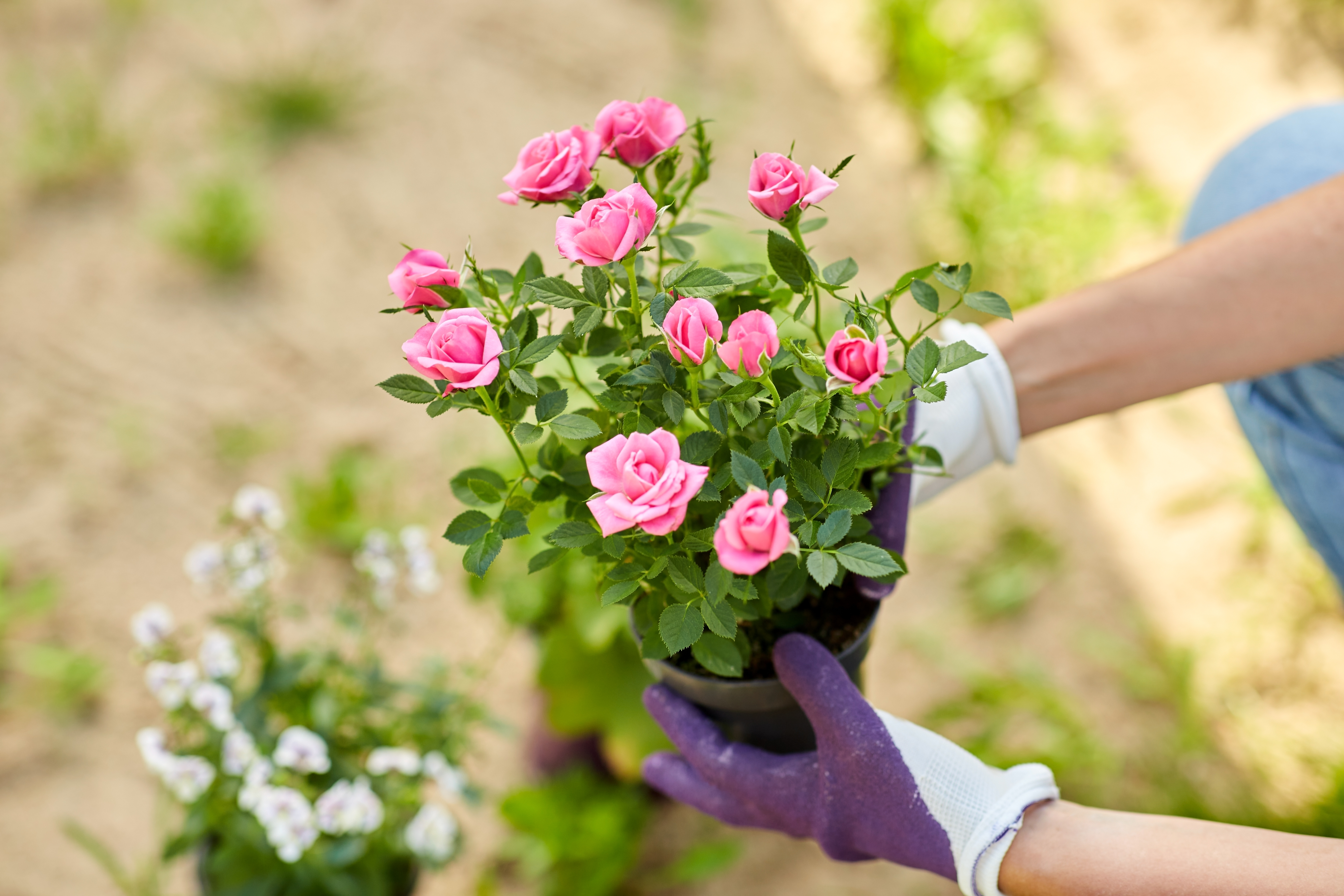 Pink roses in a small pot