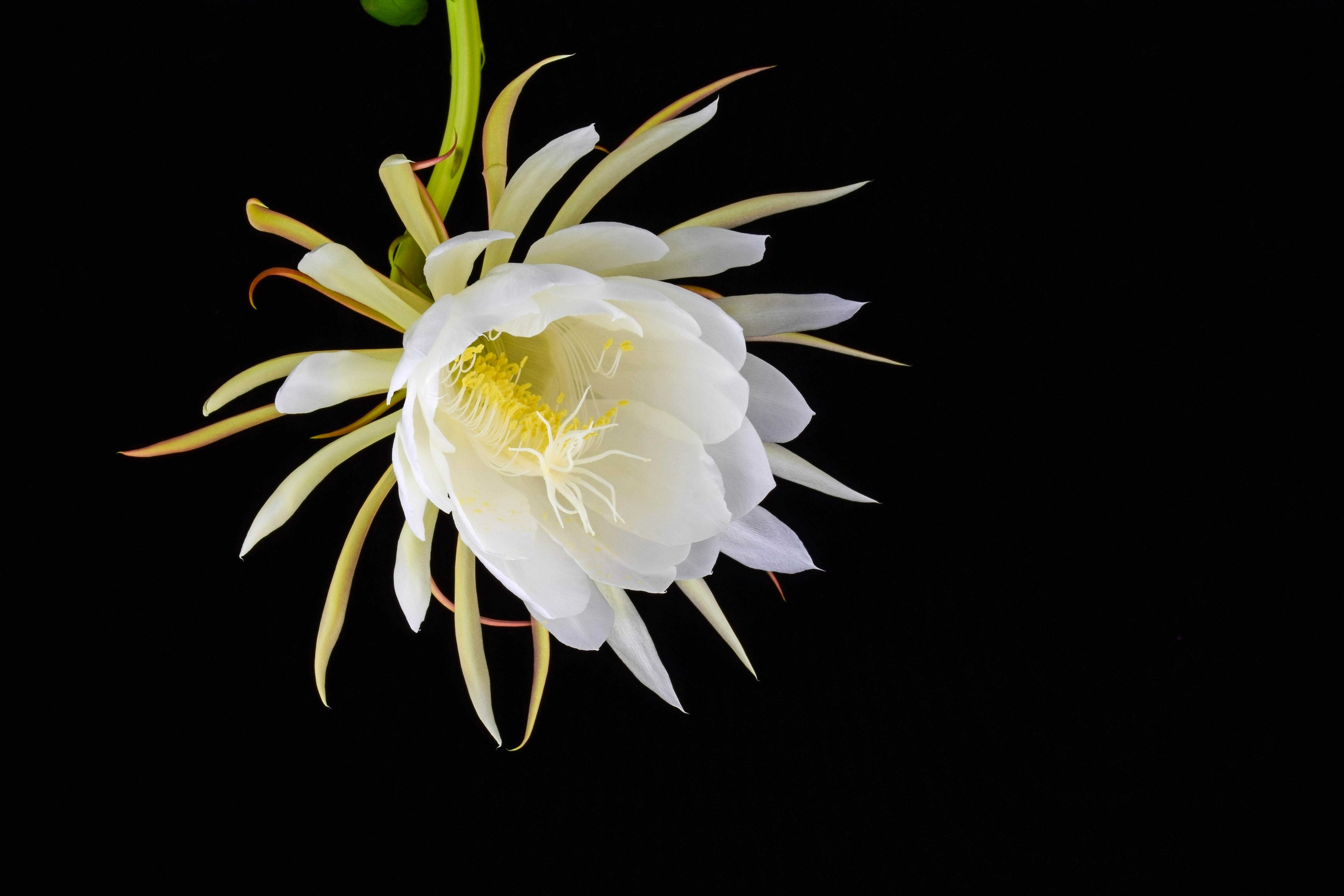 Night blooming cereus fully opened