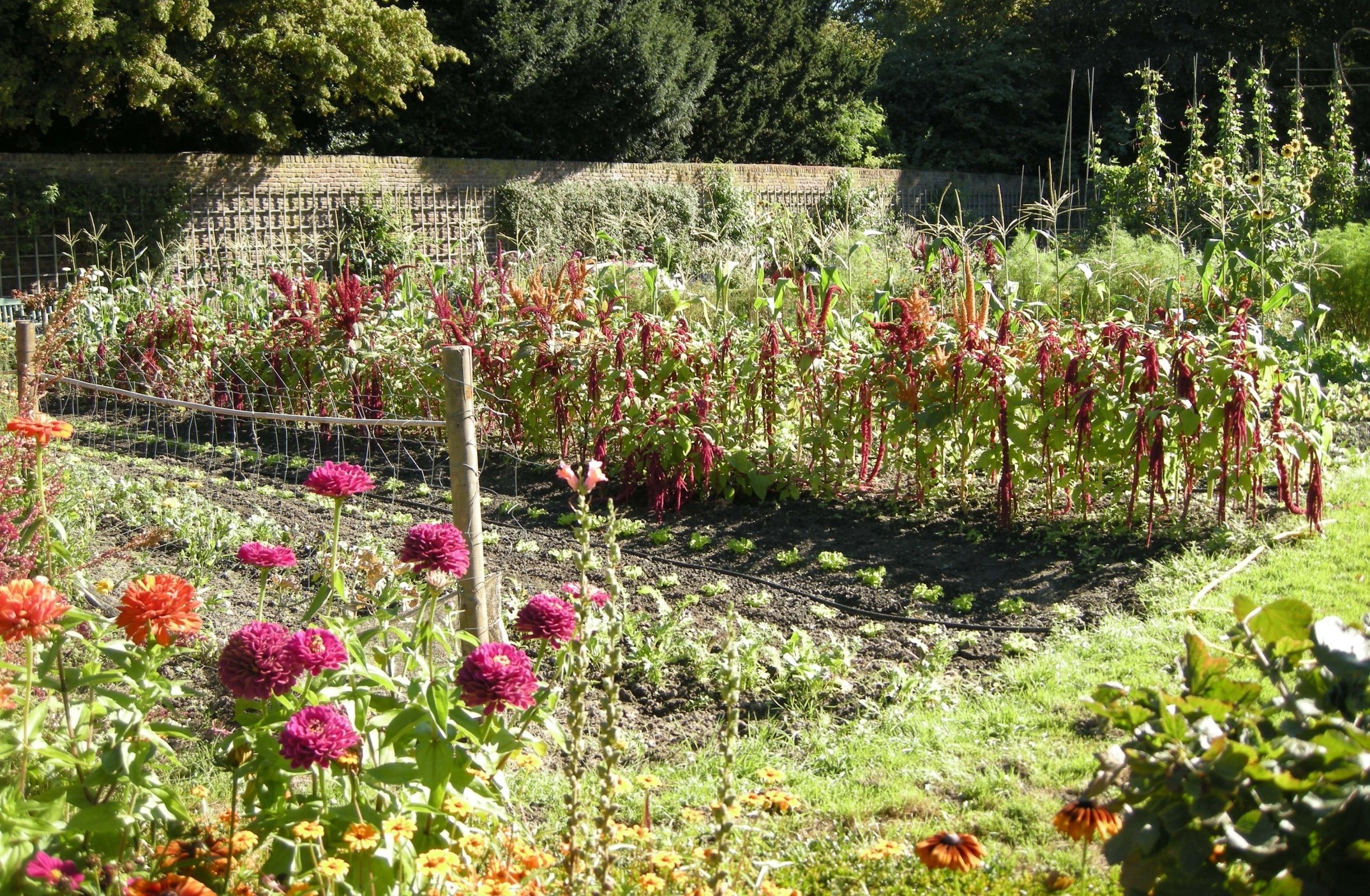 A lush garden with several different types of flowers and vegetables