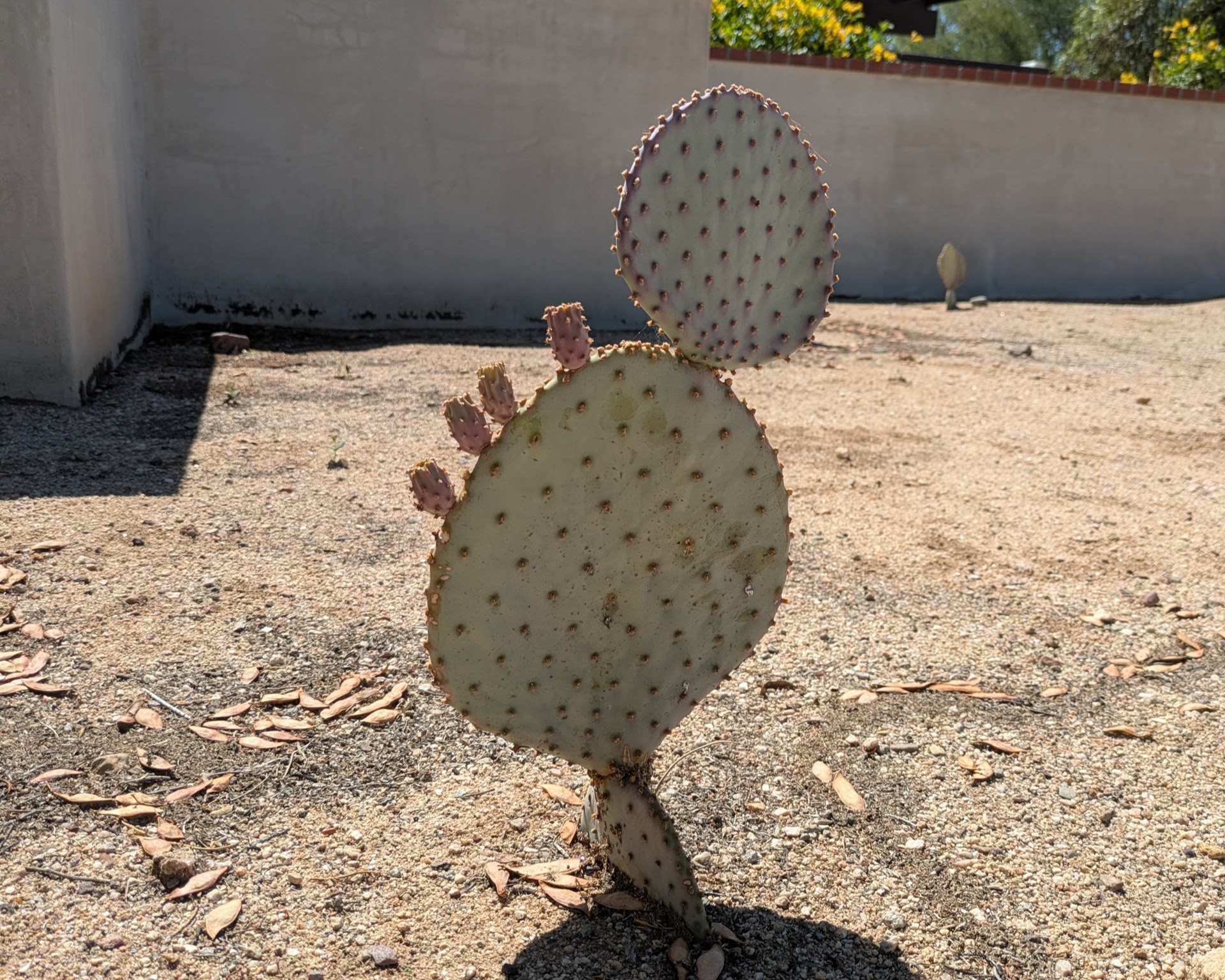 Opuntia cactus