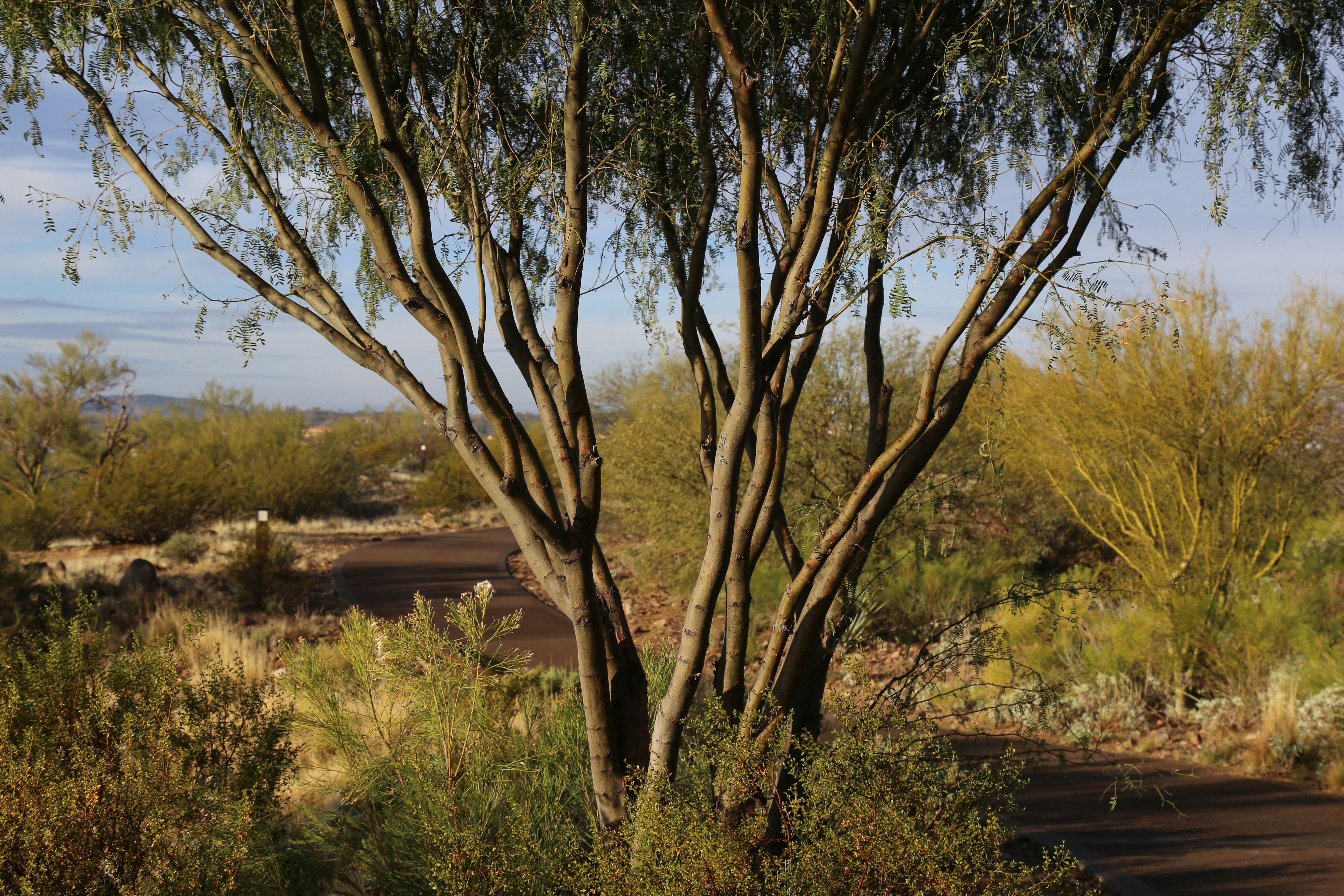 mesquite tree in the desert near a path