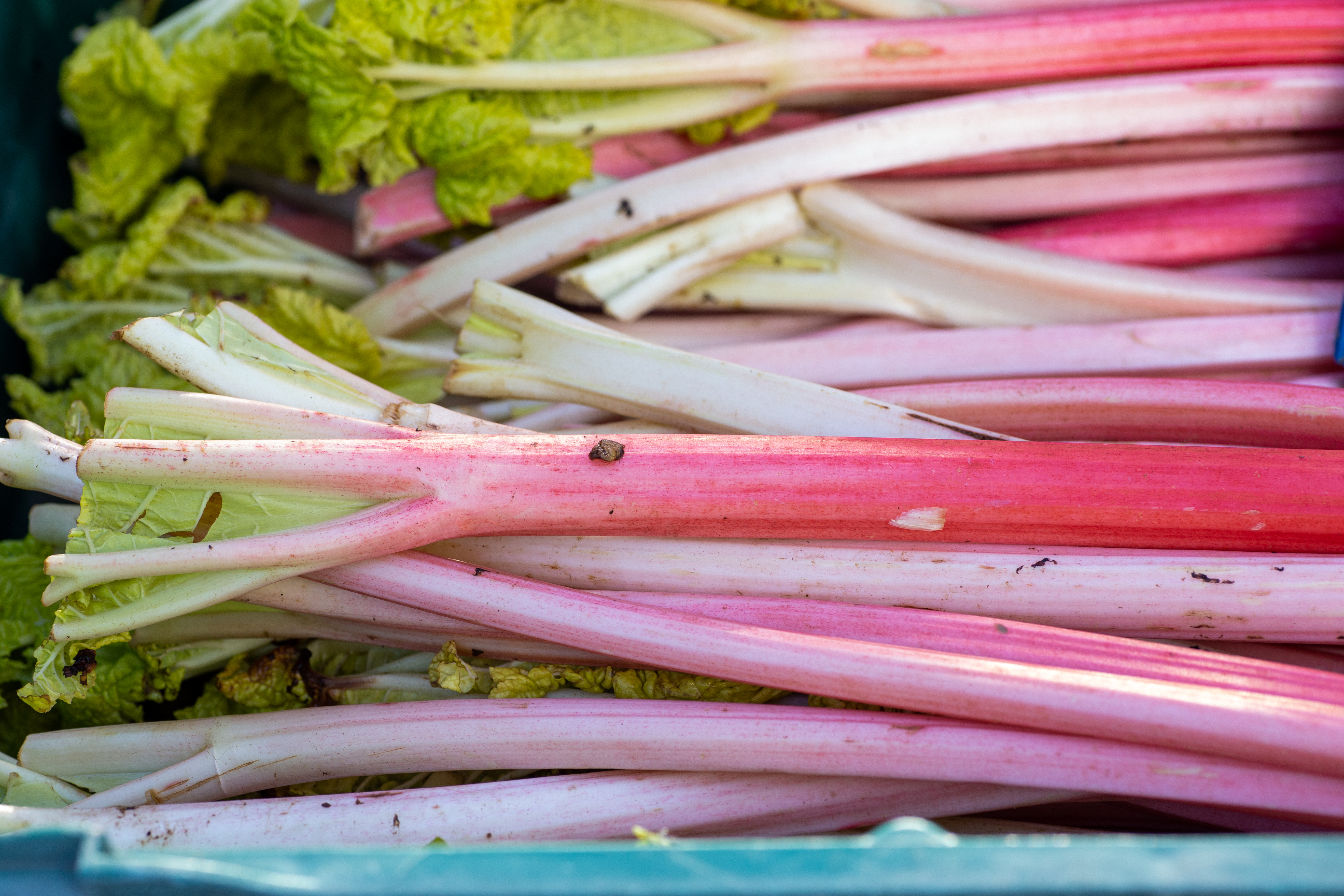 Rhubarb laying horizontally