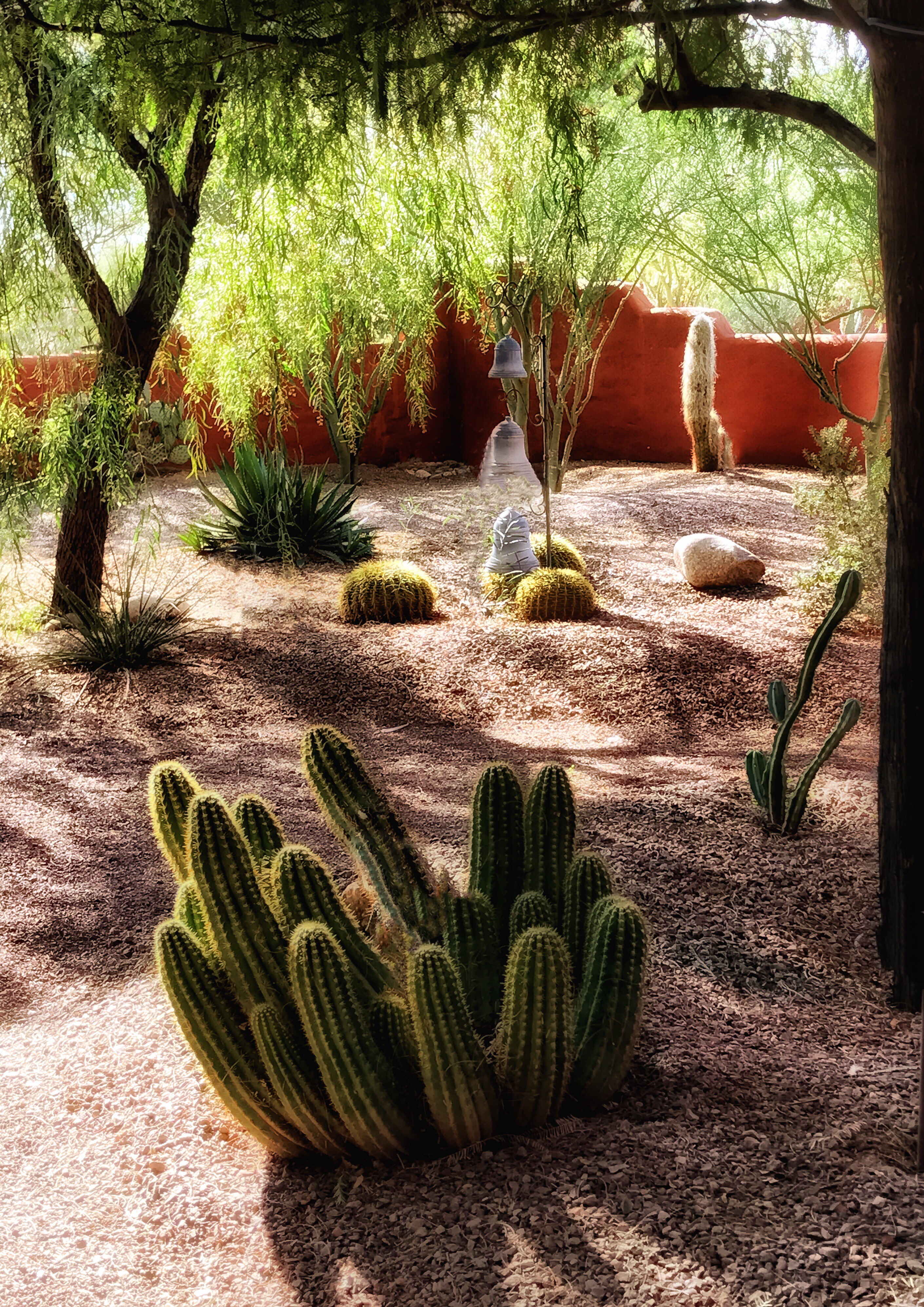 Tree sheltering cacti