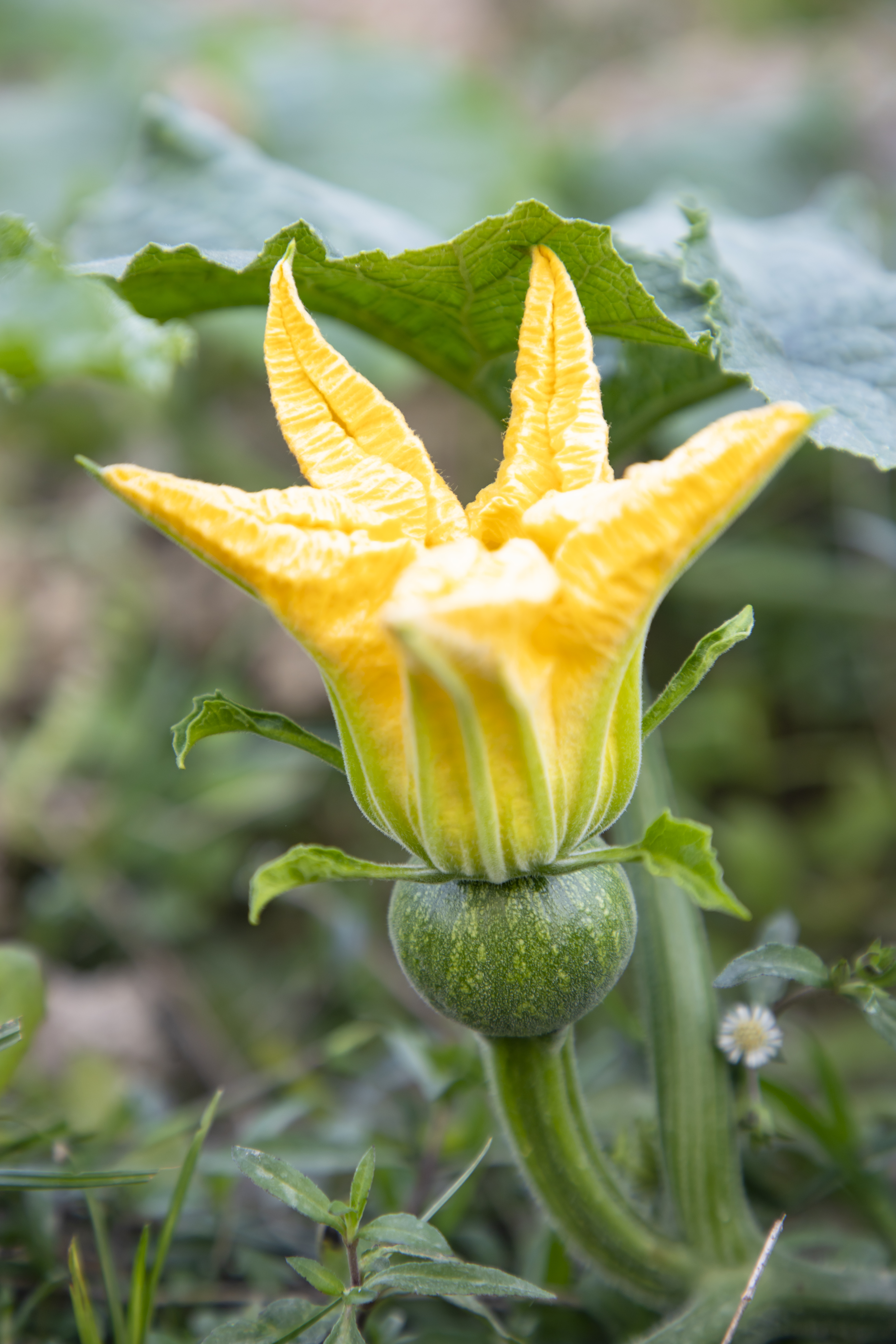 Bright yellow female cucurbit flower