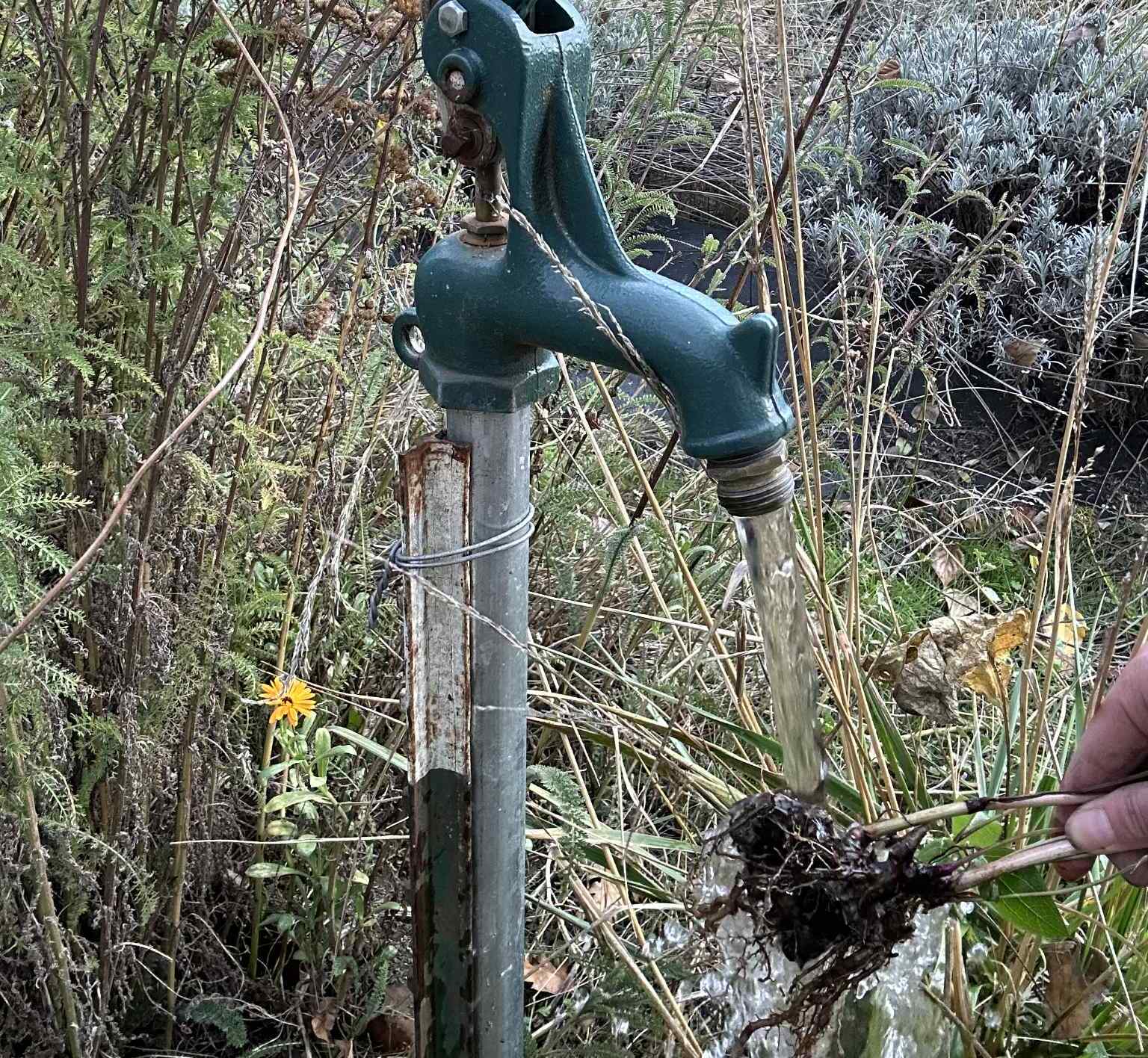 Cleaning echinacea roots under a water spicket