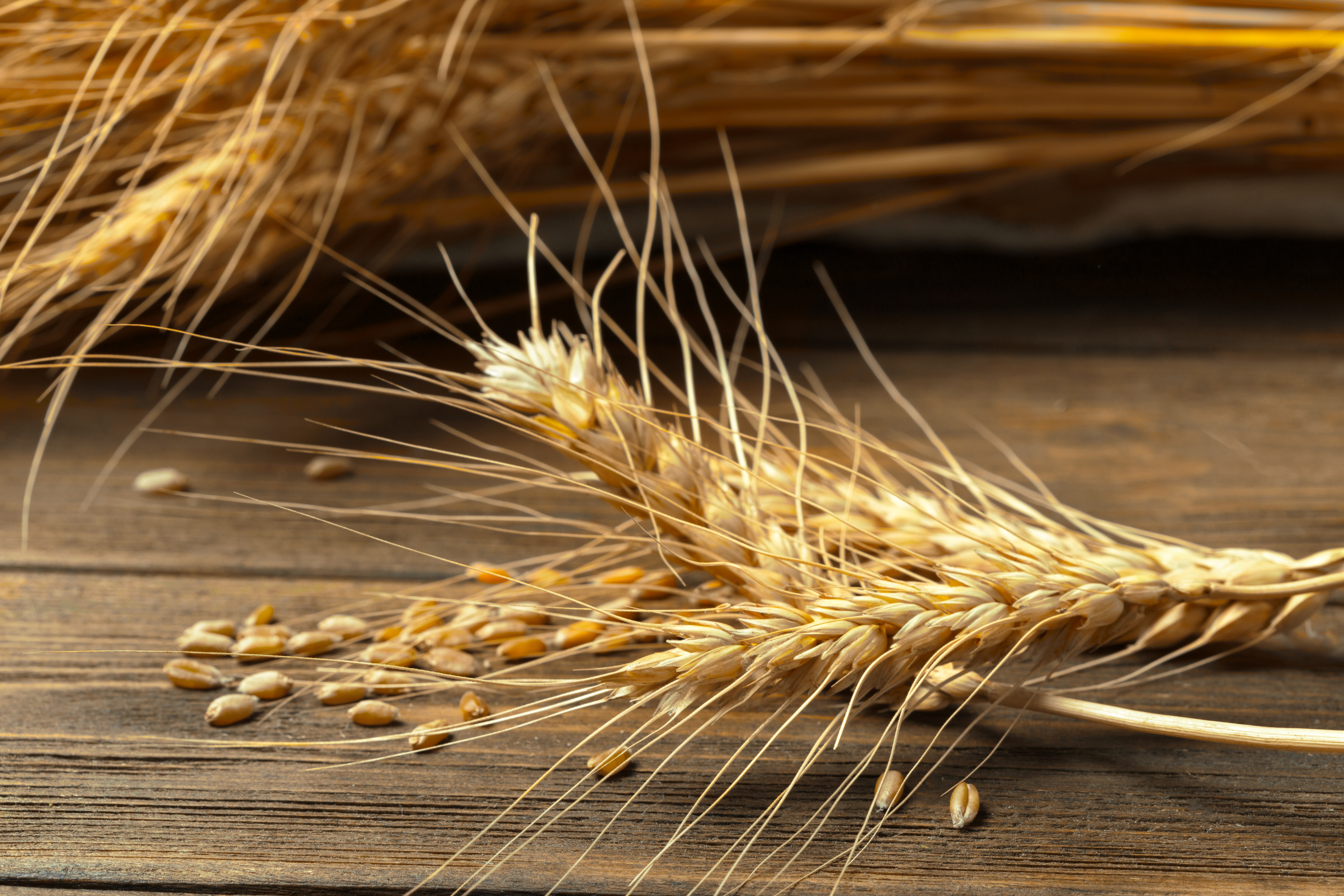 Ears of wheat laid on a woode table