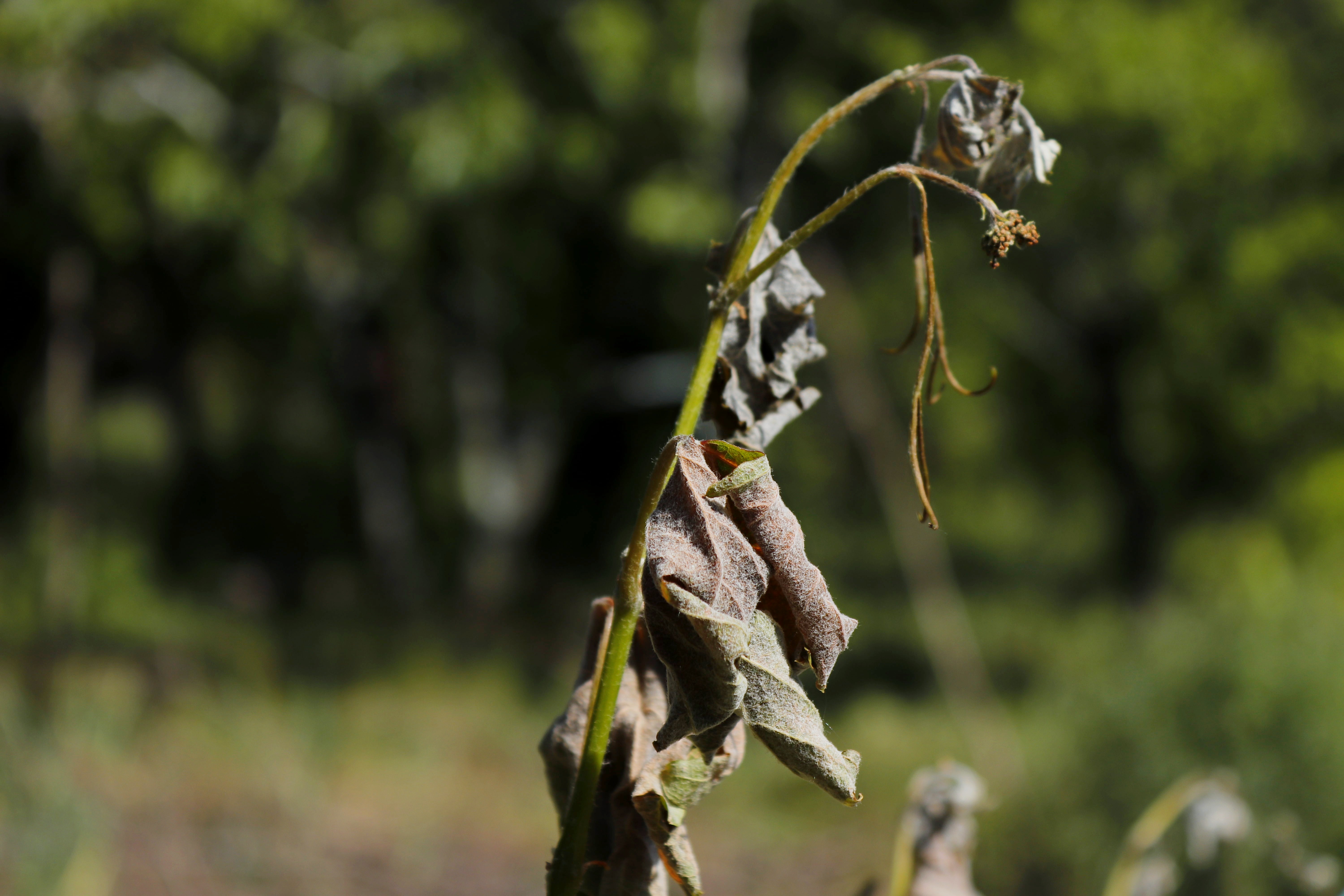 A small plant with brown, crispy, frost-damaged leaves