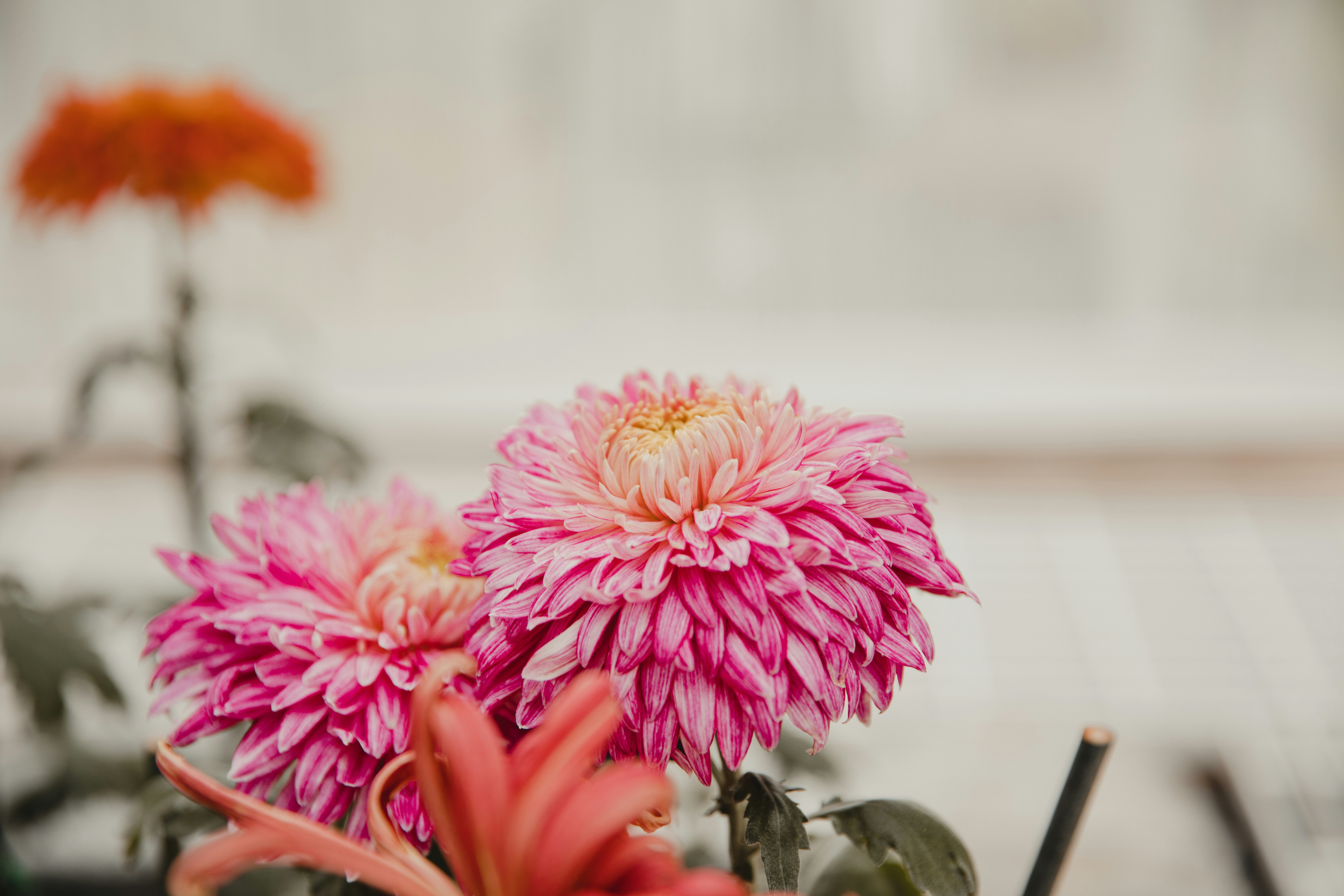 close-up of pink dahlias 
