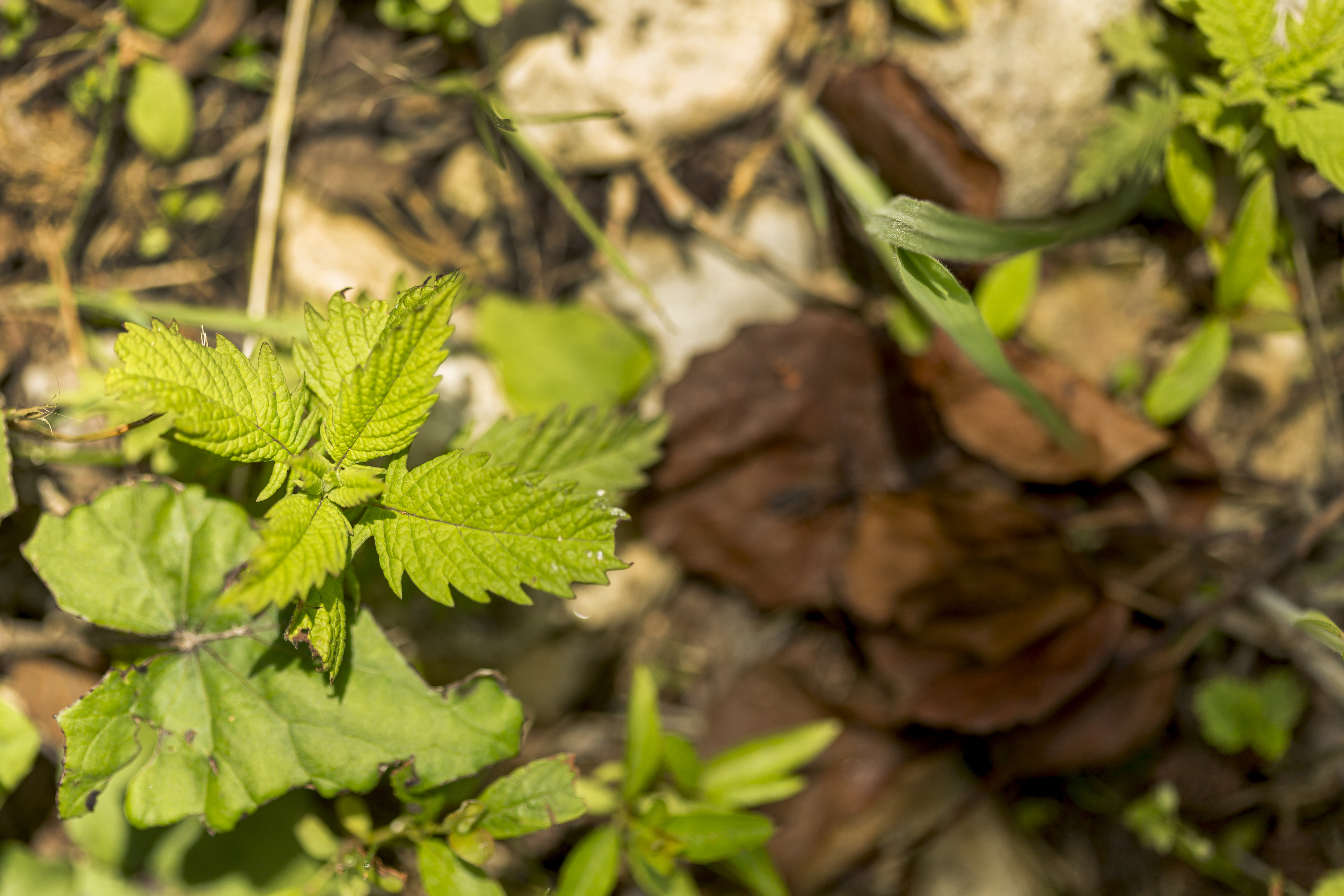 Plant with leaf mulch