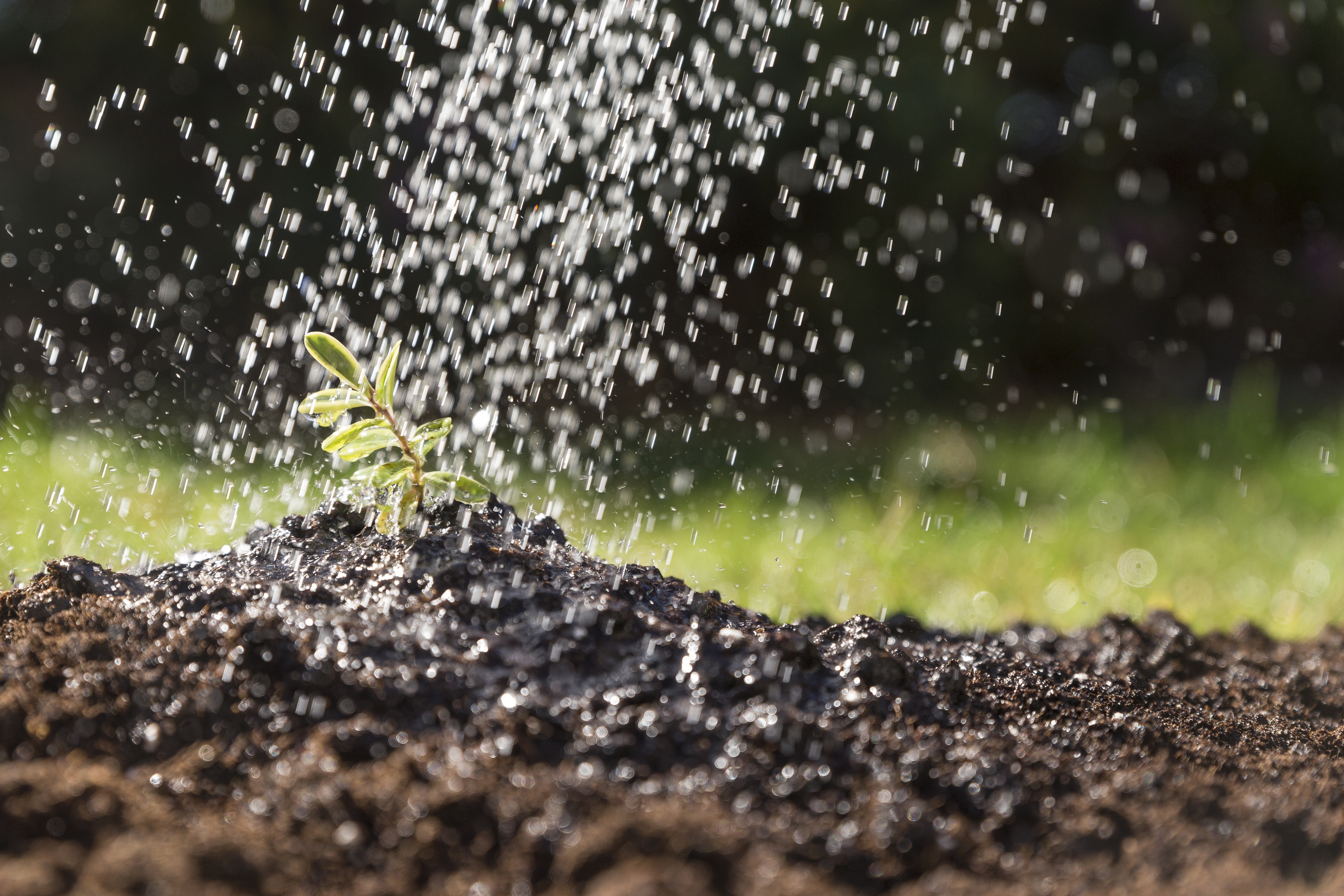 Watering a plant in the garden
