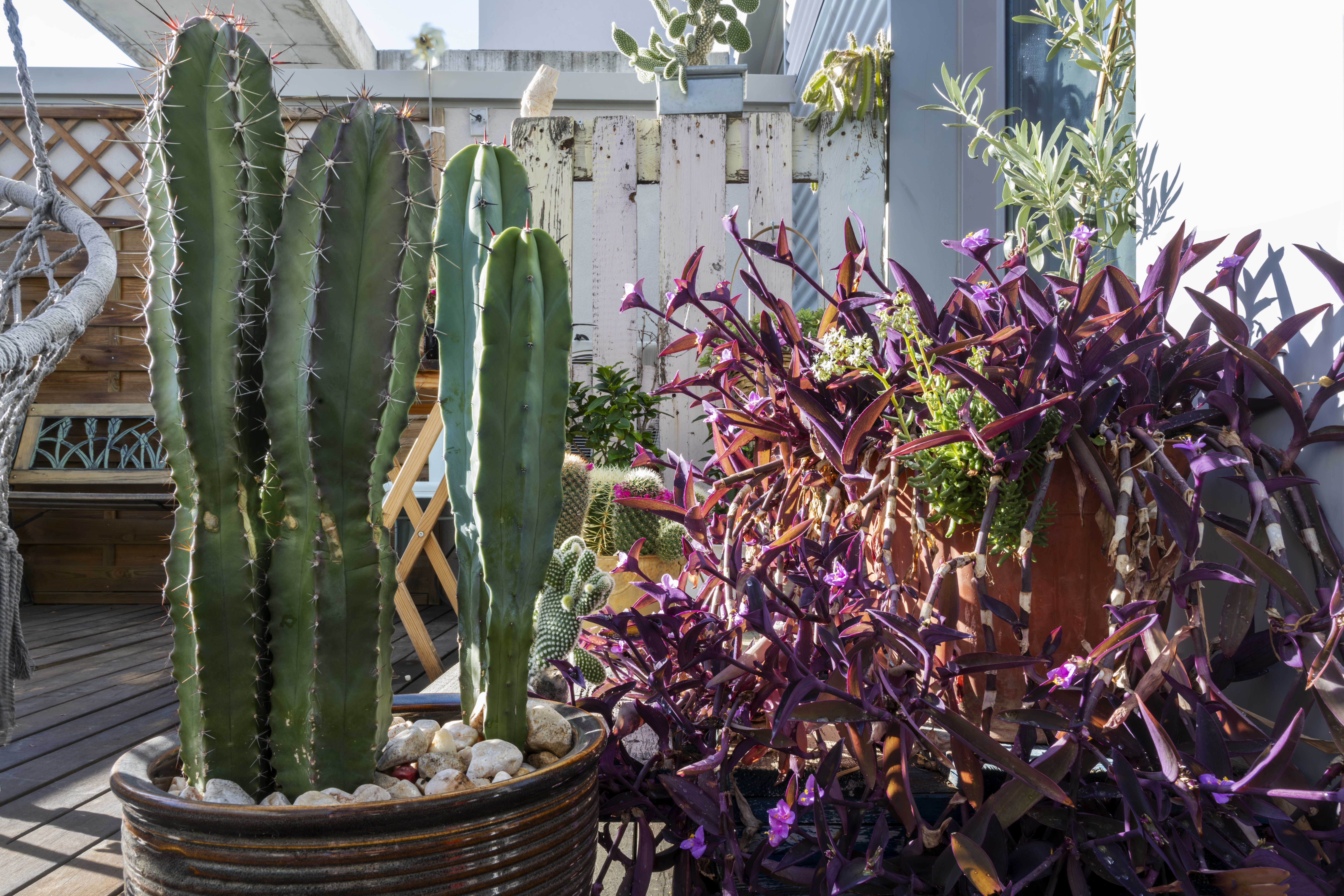 Desert plants in pots