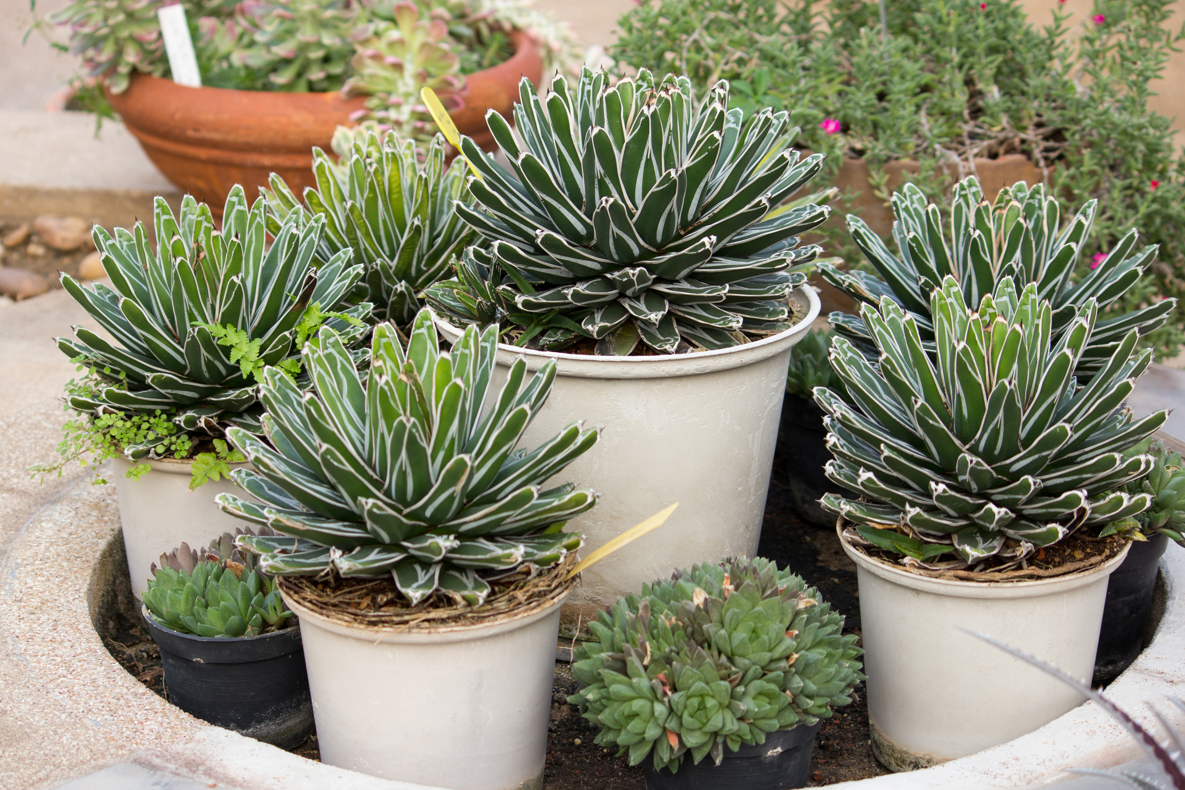 Many agave will grow well in containers as well as in the ground.