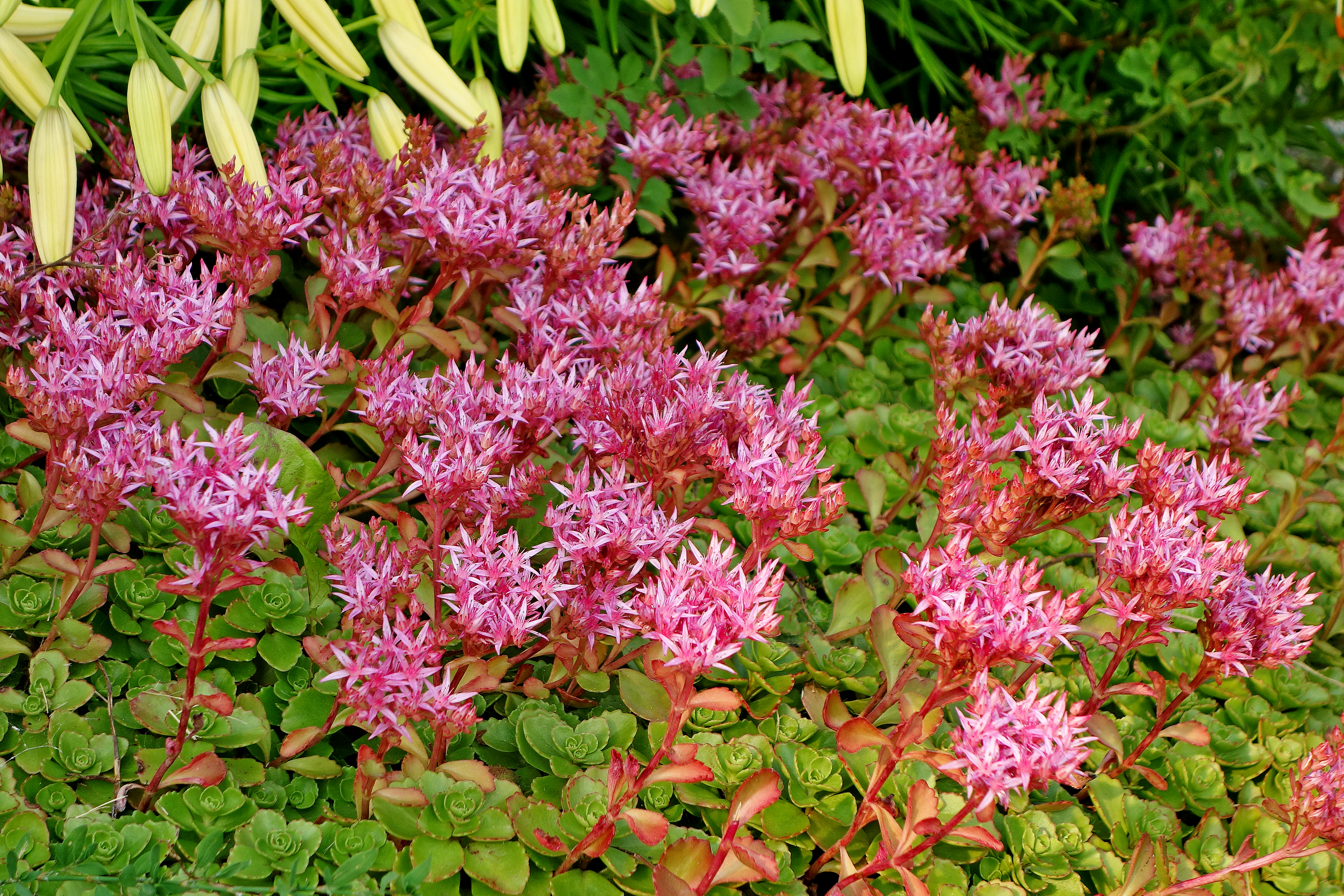 Pink sedum flowers growing at the front of a lush garden border