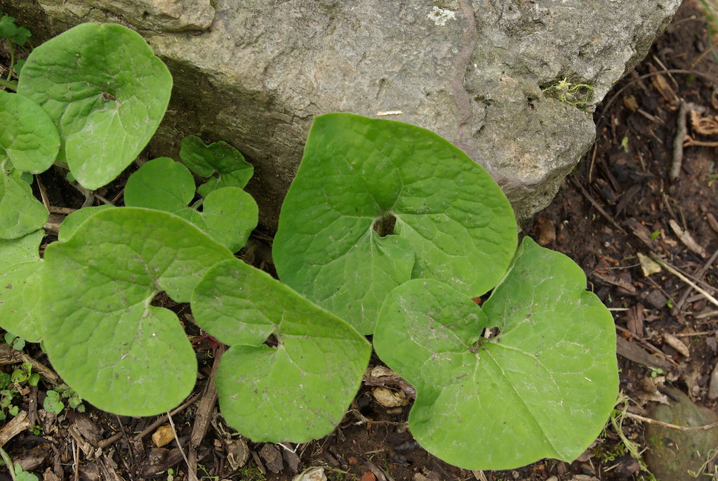 Close up of wild ginger growing against a rock in a damp, shady environment with a mulch ground beneath it