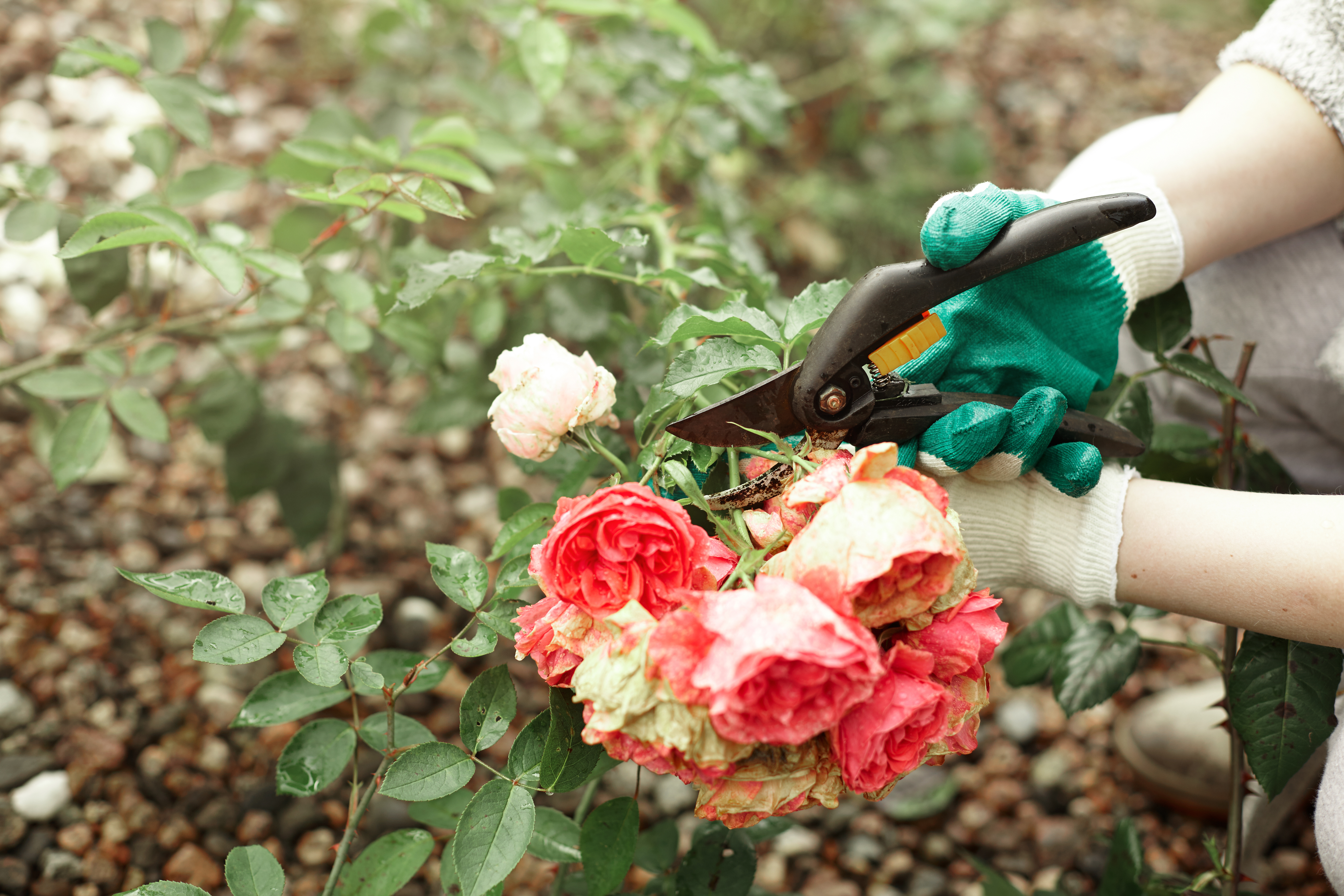 Gardener deadhead pruning roses