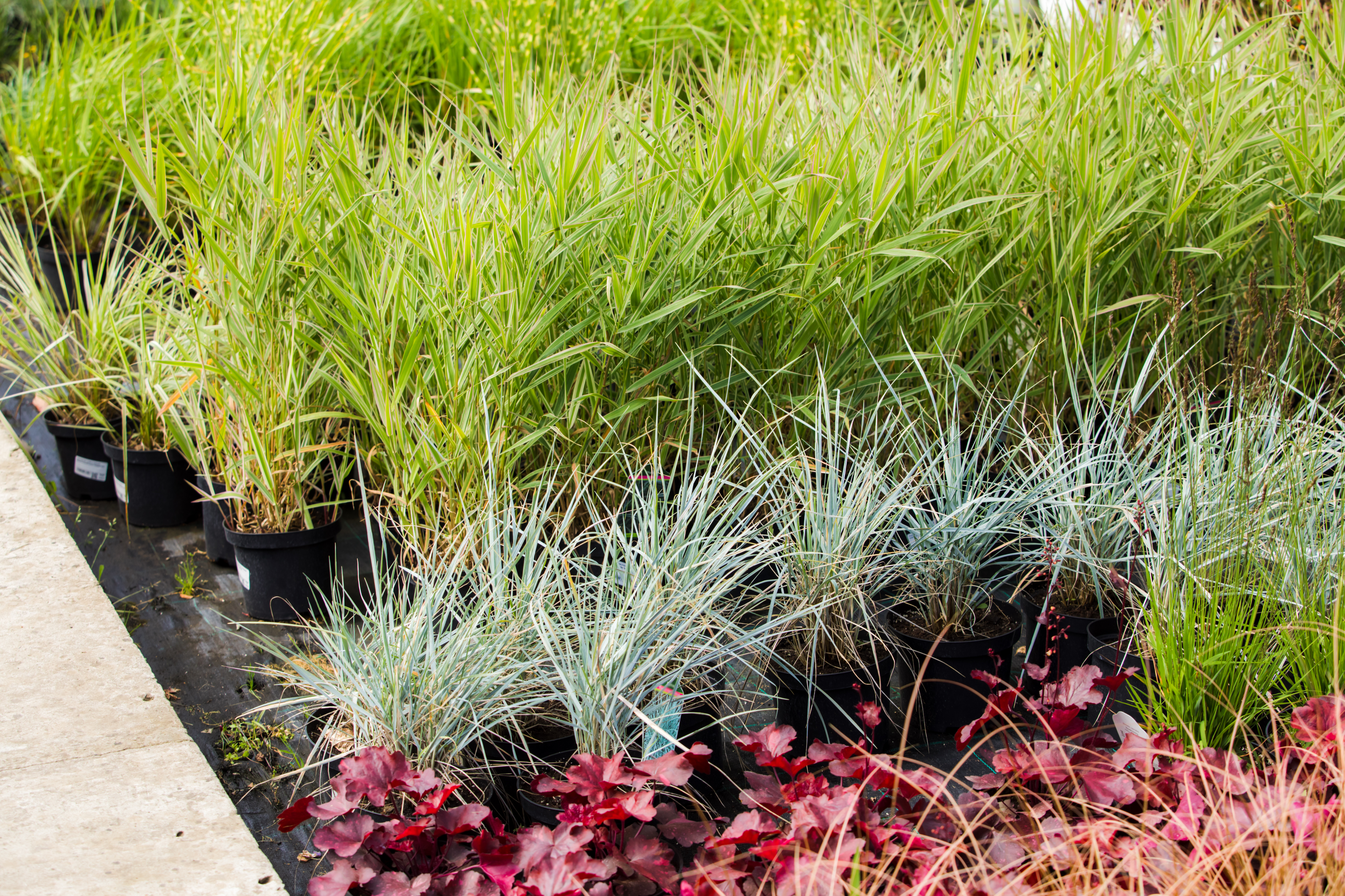 Variety of ornamental grasses in plant pots