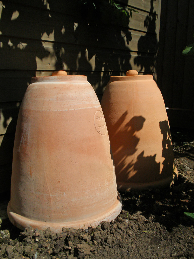 Rhubarb pots